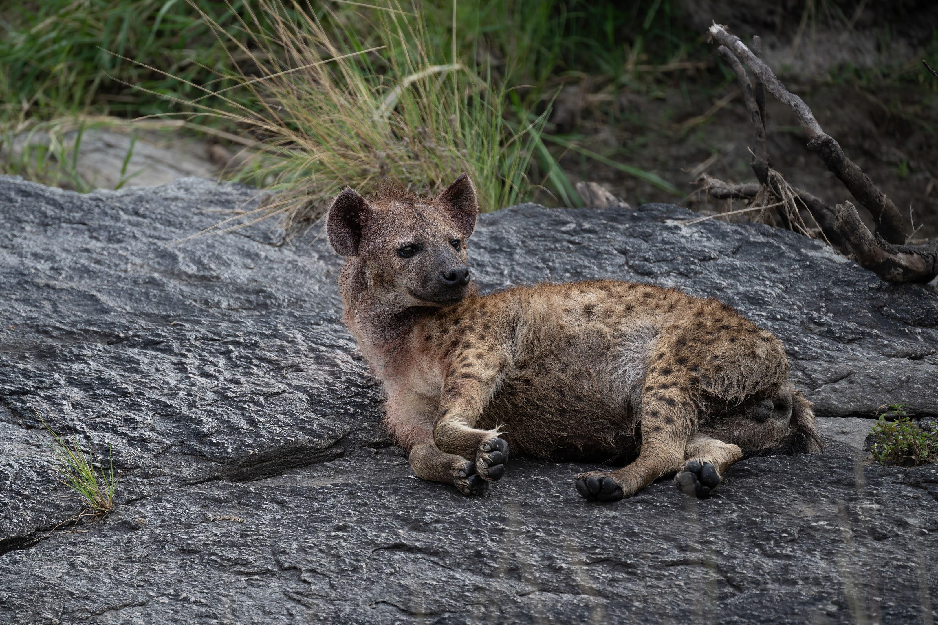 Maasai Mara Express: 1-Day Safari from Nairobi