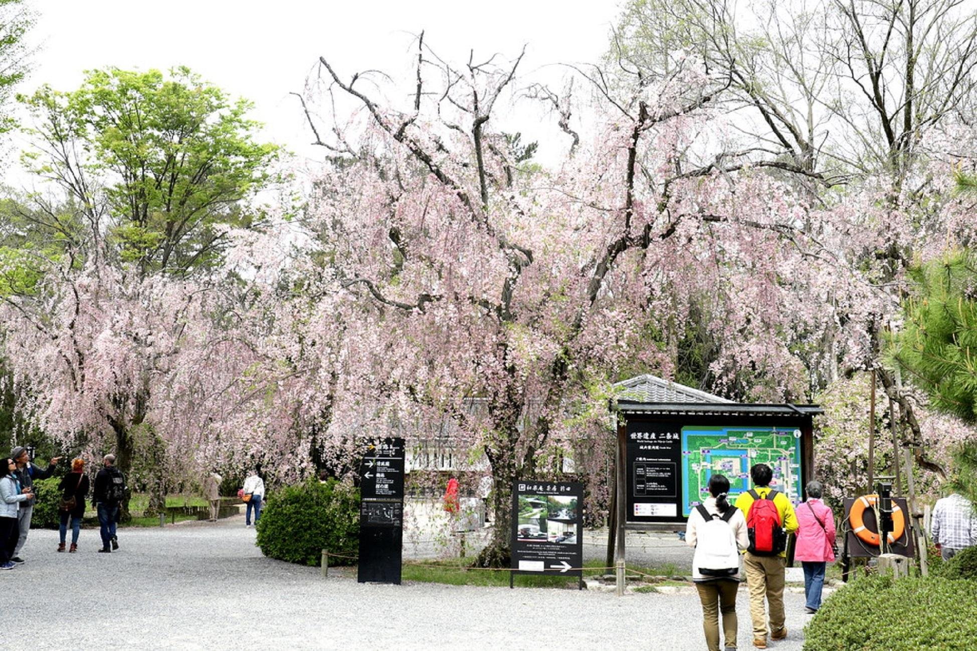 Kyoto Imperial Palace & Nijo Castle Walking Tour