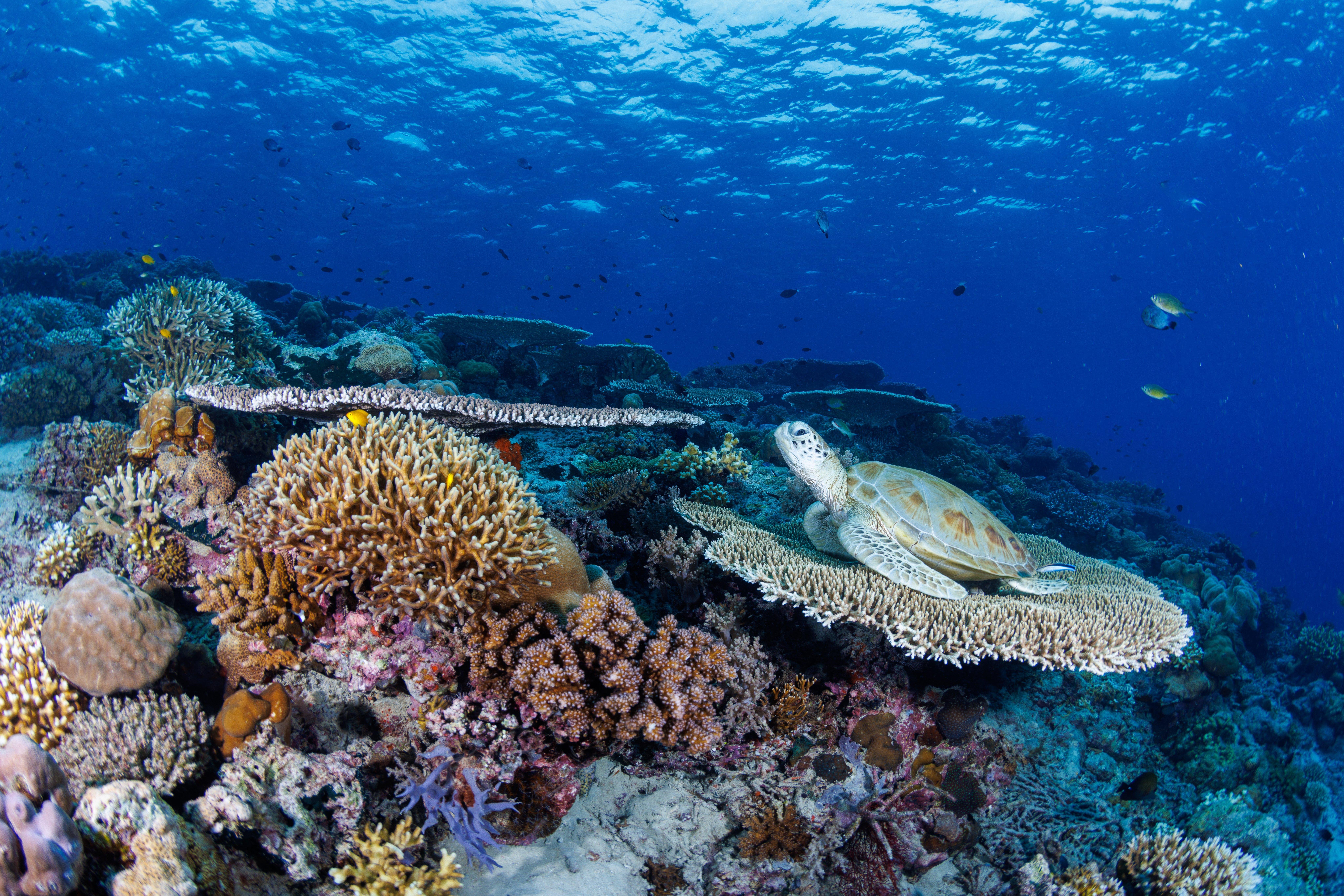 Semporna Island Hopping with Snorkeling or Diving