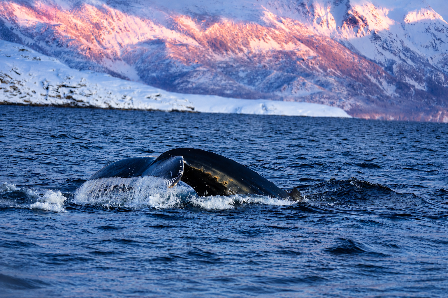 Tromsø: Skjervøy RIB Whale Watching Tour