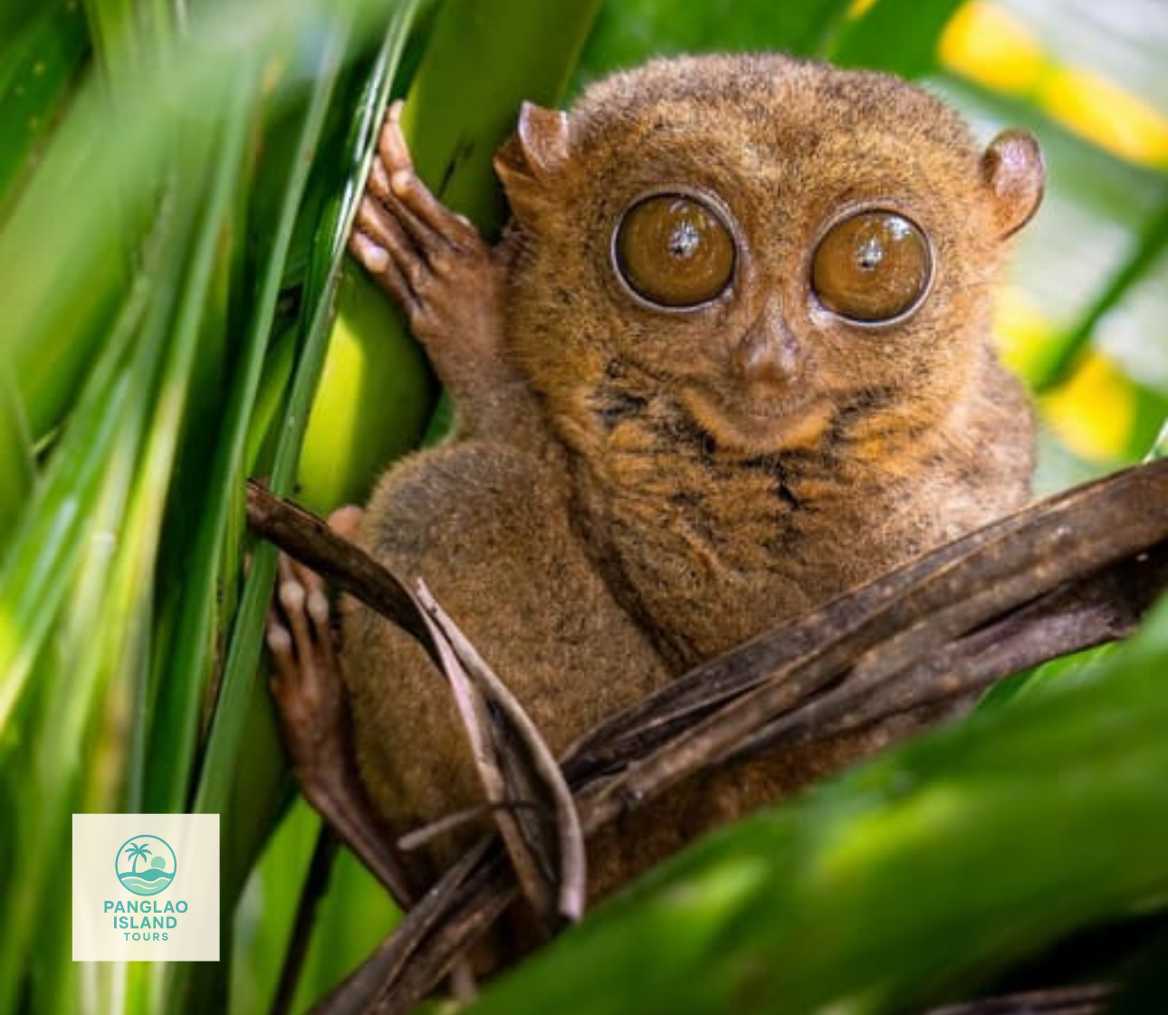 Bohol Countryside Day Tour from Cebu – Chocolate Hills, Tarsiers & Loboc River