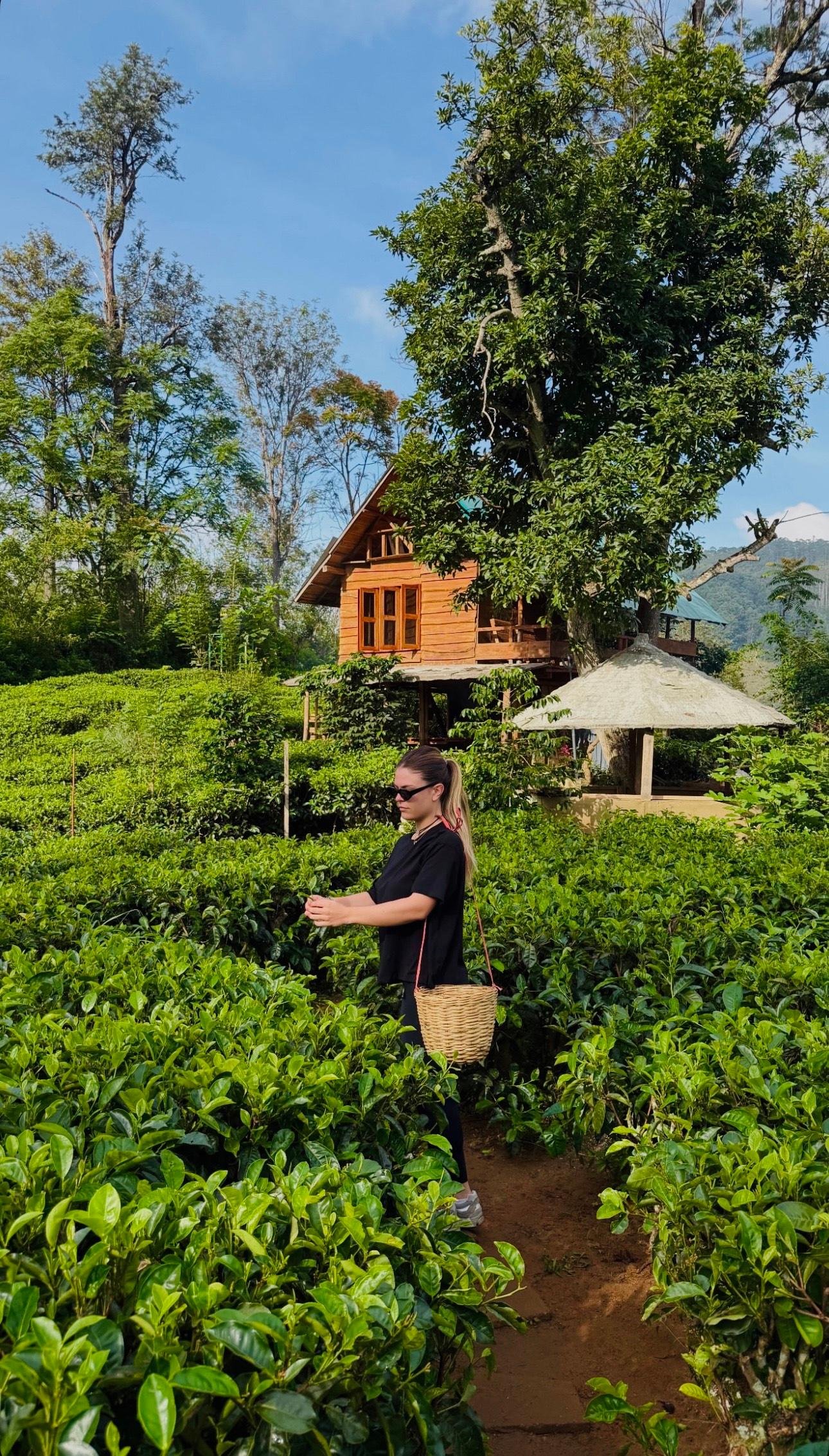 Ella: Hands-On Tea Crafting and Tasting Experience