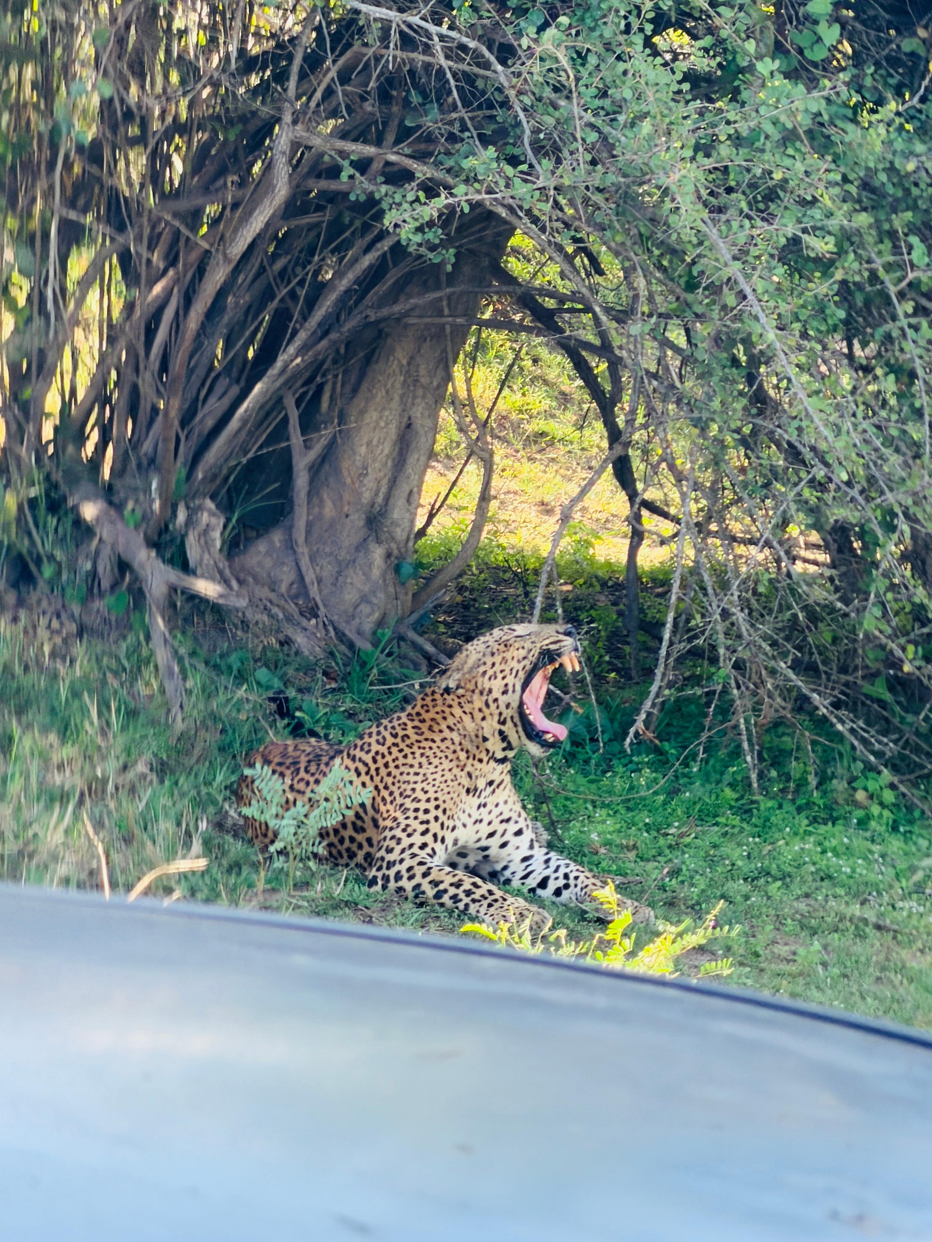 Private Yala National Park Safari with All-Inclusive Transfers