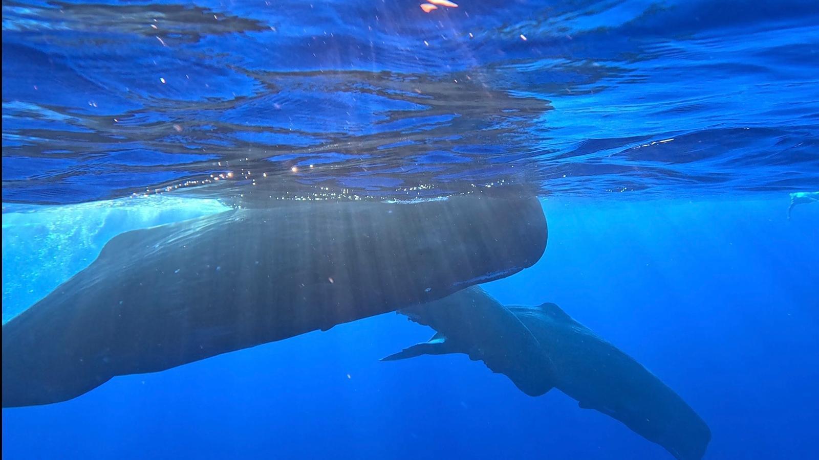Whale Watching Adventure in Mauritius