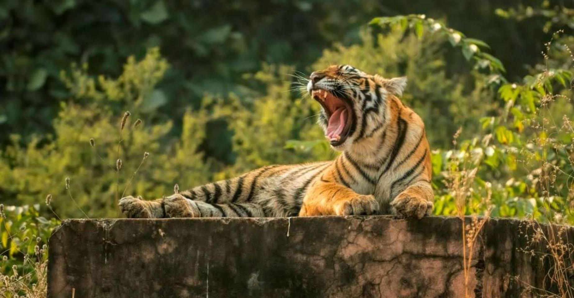 6-Day Golden Triangle & Ranthambore Tiger Safari