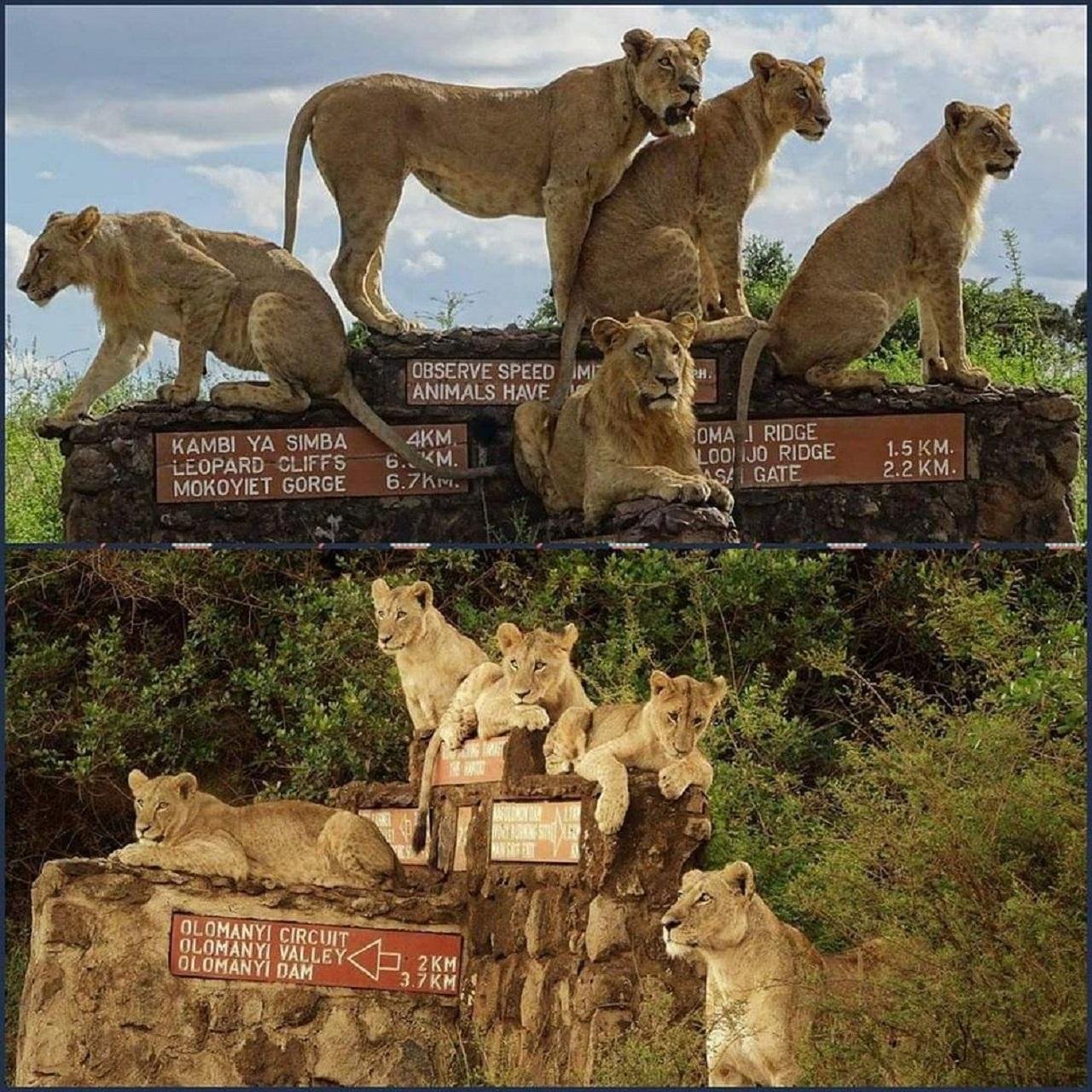 Nairobi National Park Safari & Baby Elephant Sanctuary