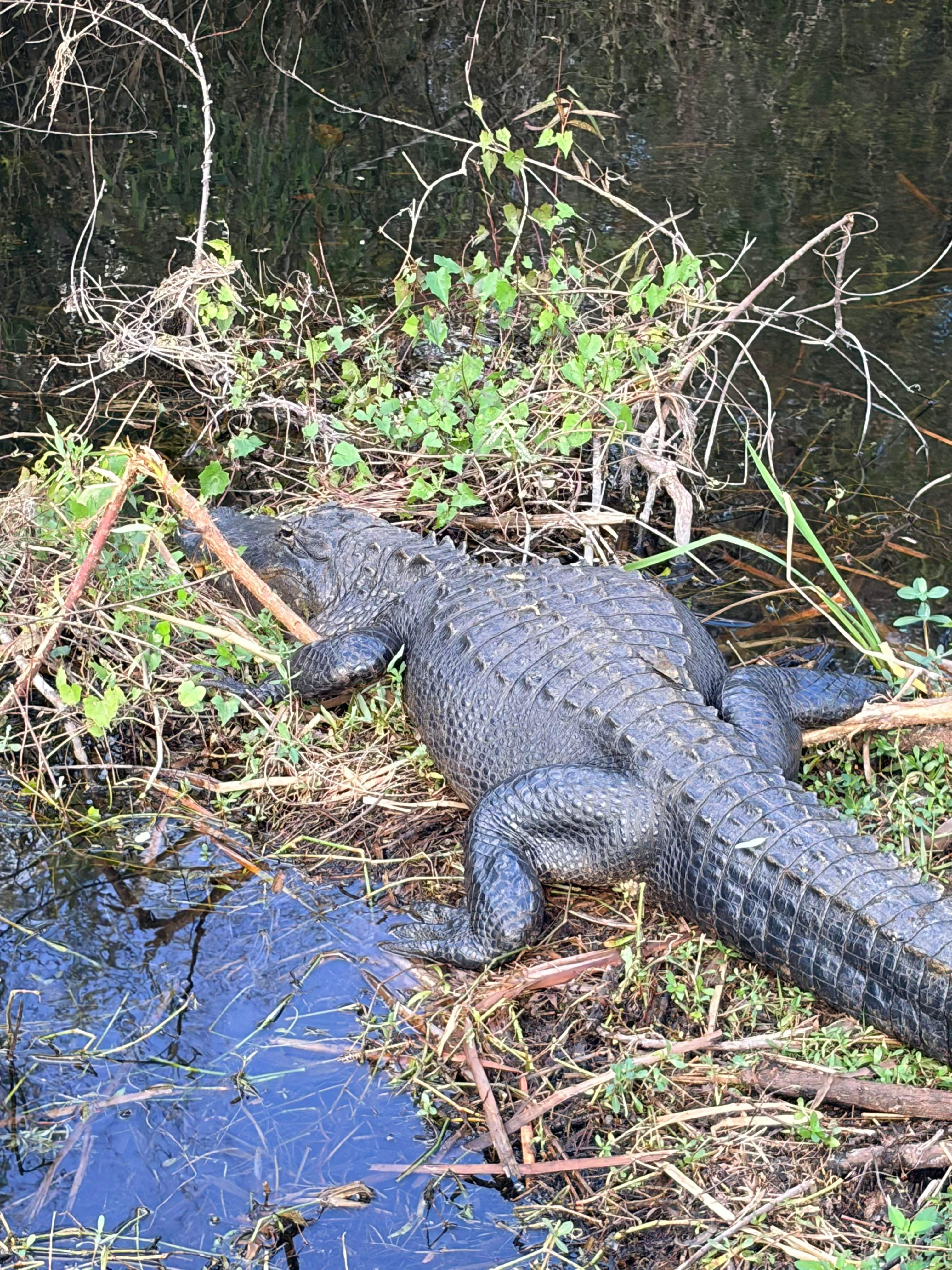 Everglades E-Bike & Wildlife Expedition from Miami