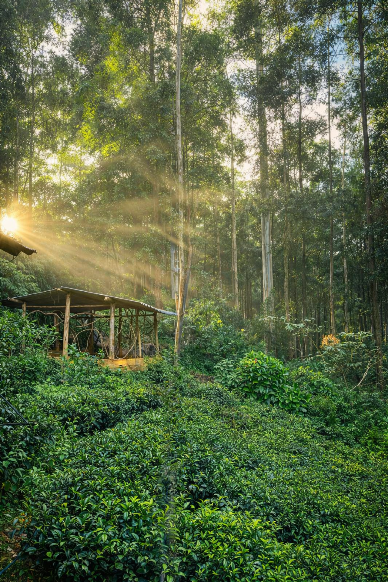 Ella: Hands-On Tea Making and Tasting Experience