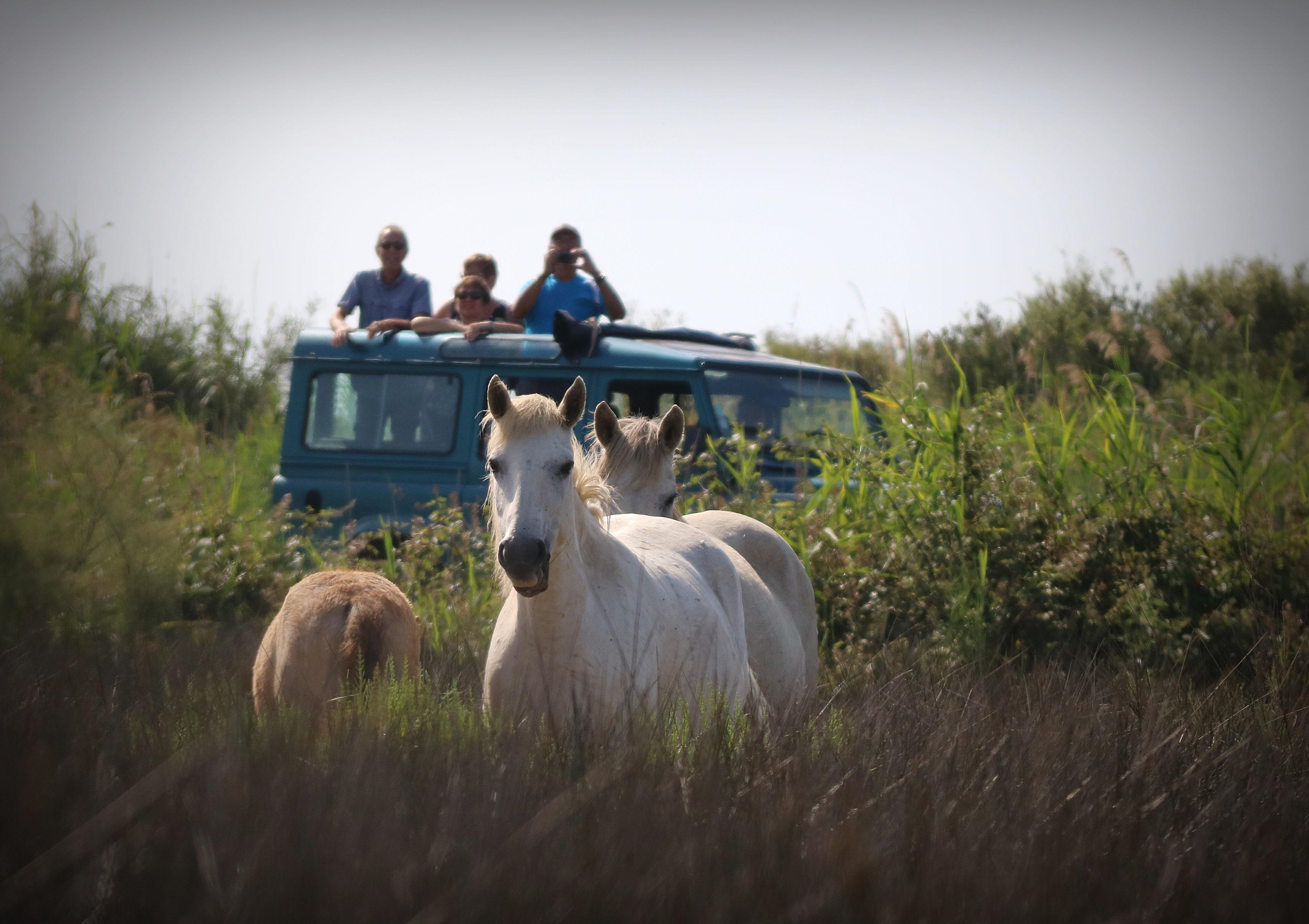 Camargue 4x4 Wildlife Photo Safari from Aigues Mortes