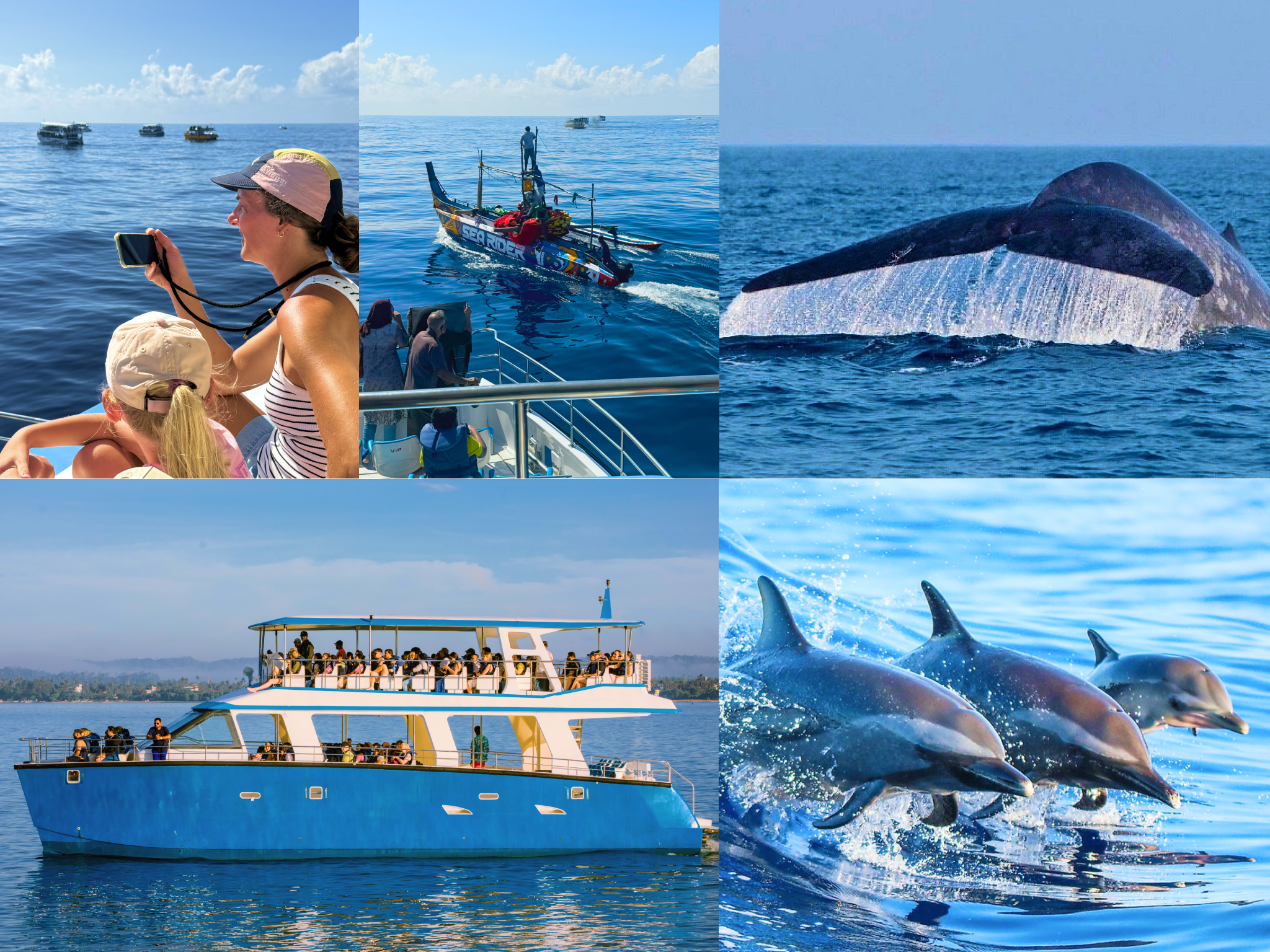 Mirissa Blue Whale & Dolphin Watching with Breakfast