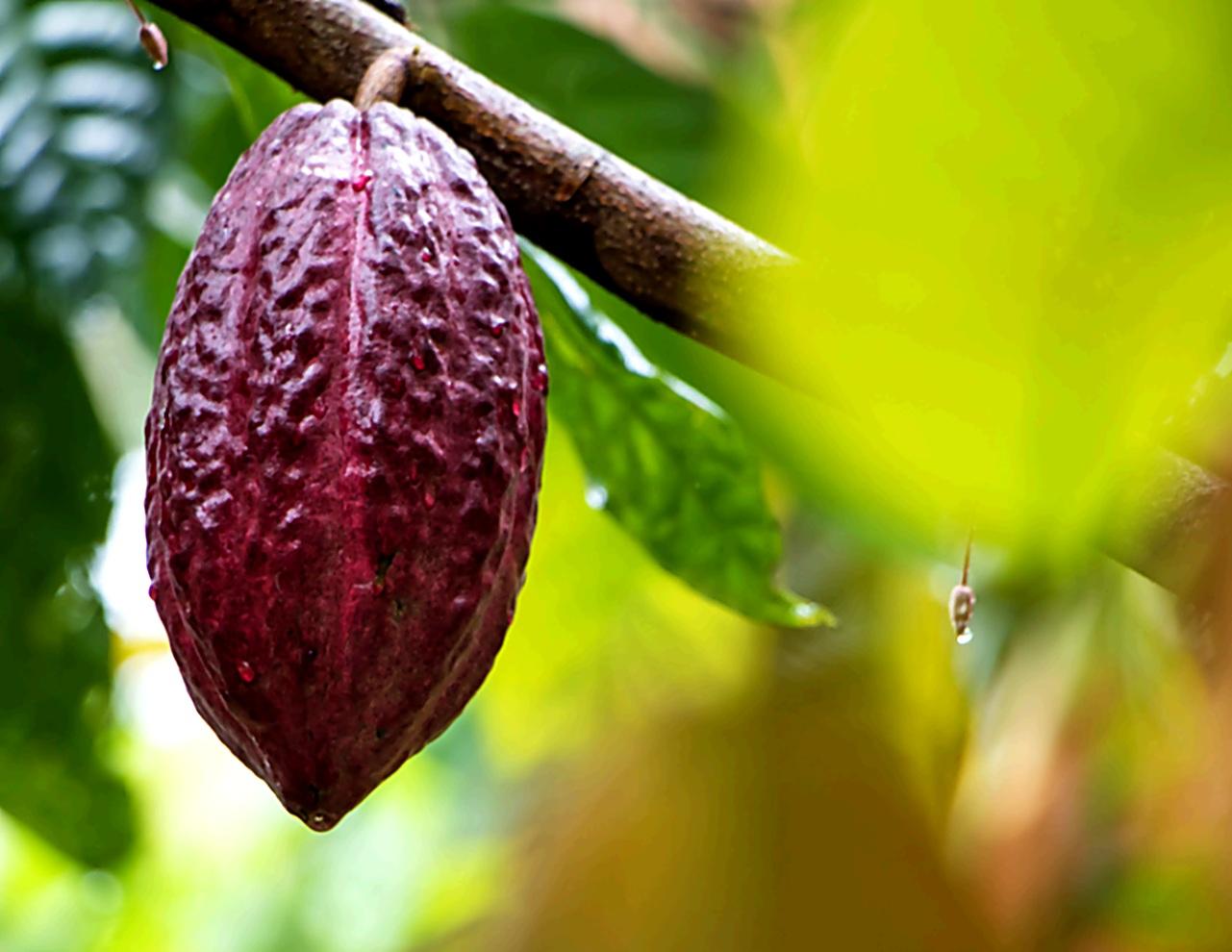 Amazon Cacao & Chocolate Making Workshop in Tena