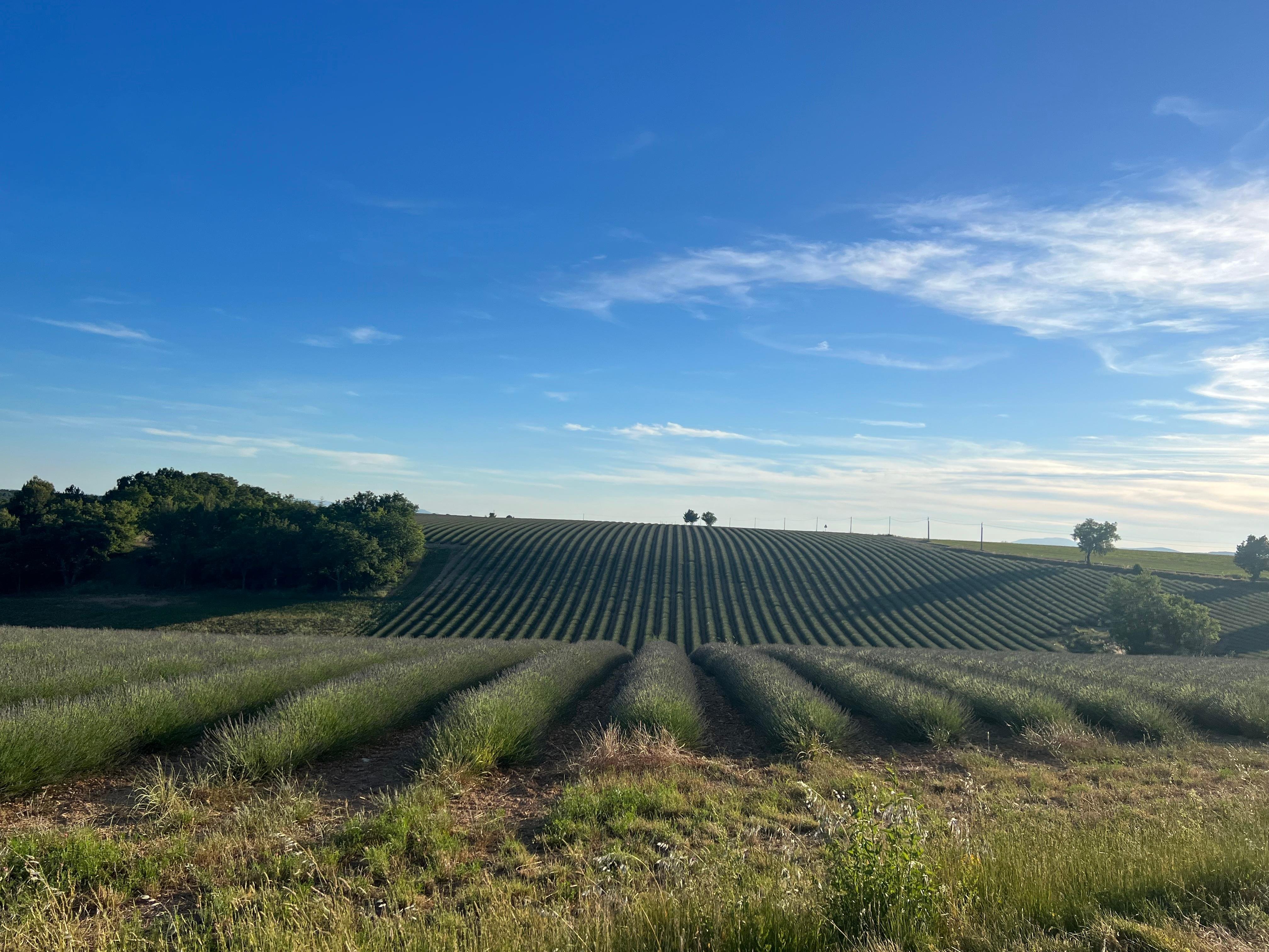 Valensole lavender fields in Provence — guided lavender tour photo 10