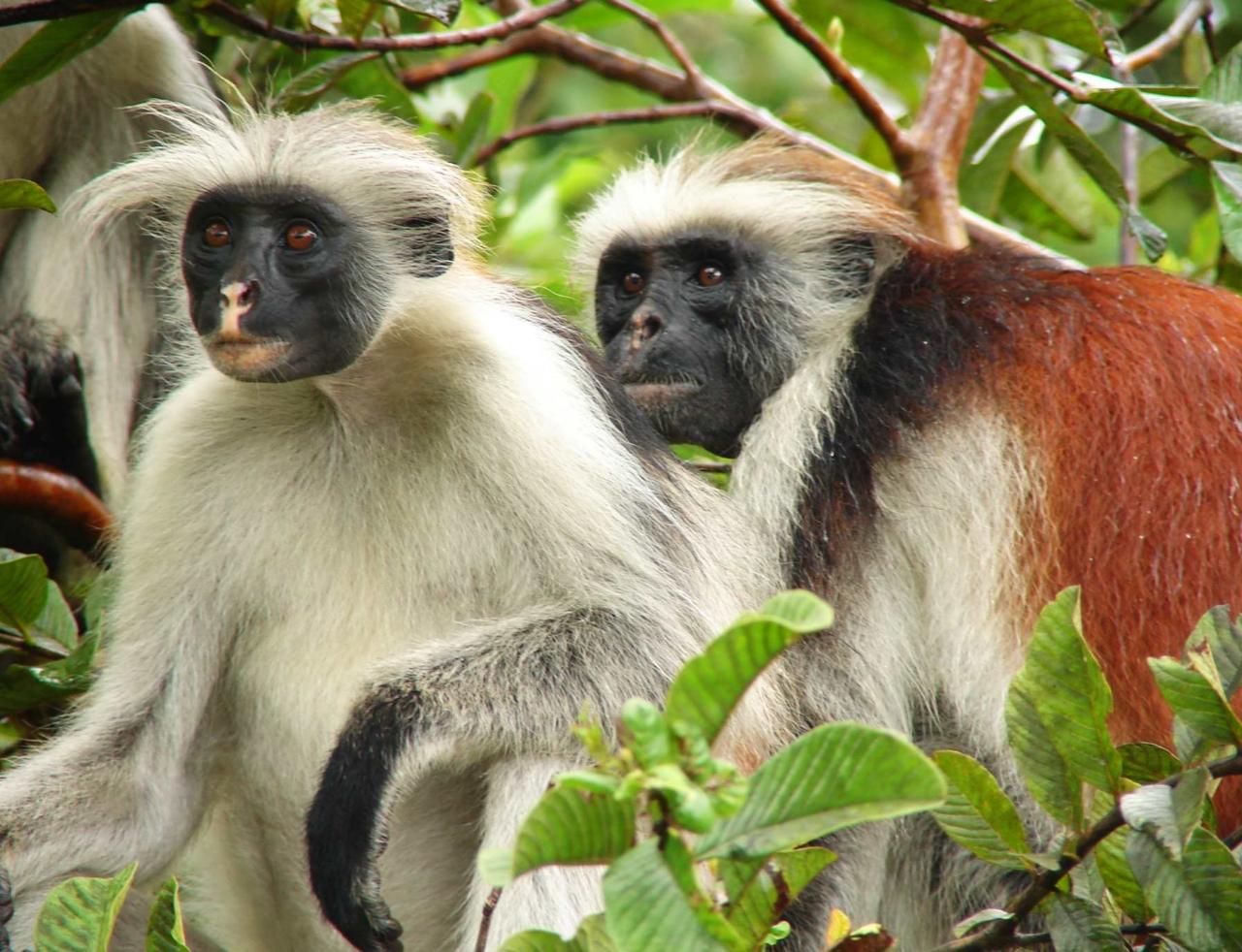 Zanzibar: Jozani Forest, Sea Turtles & Spice Farm Day Tour