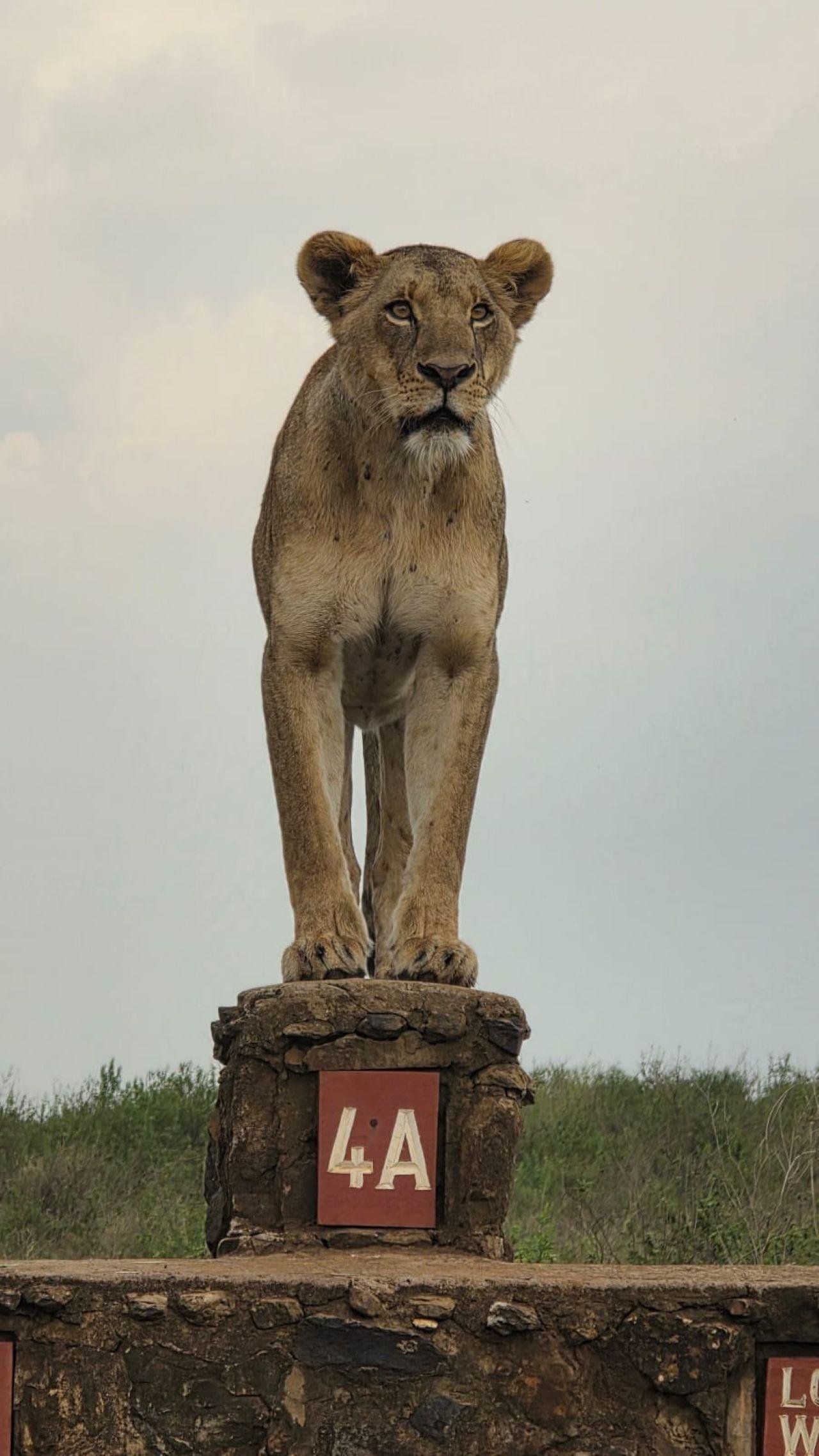 Nairobi National Park Twilight Safari & Sundowner