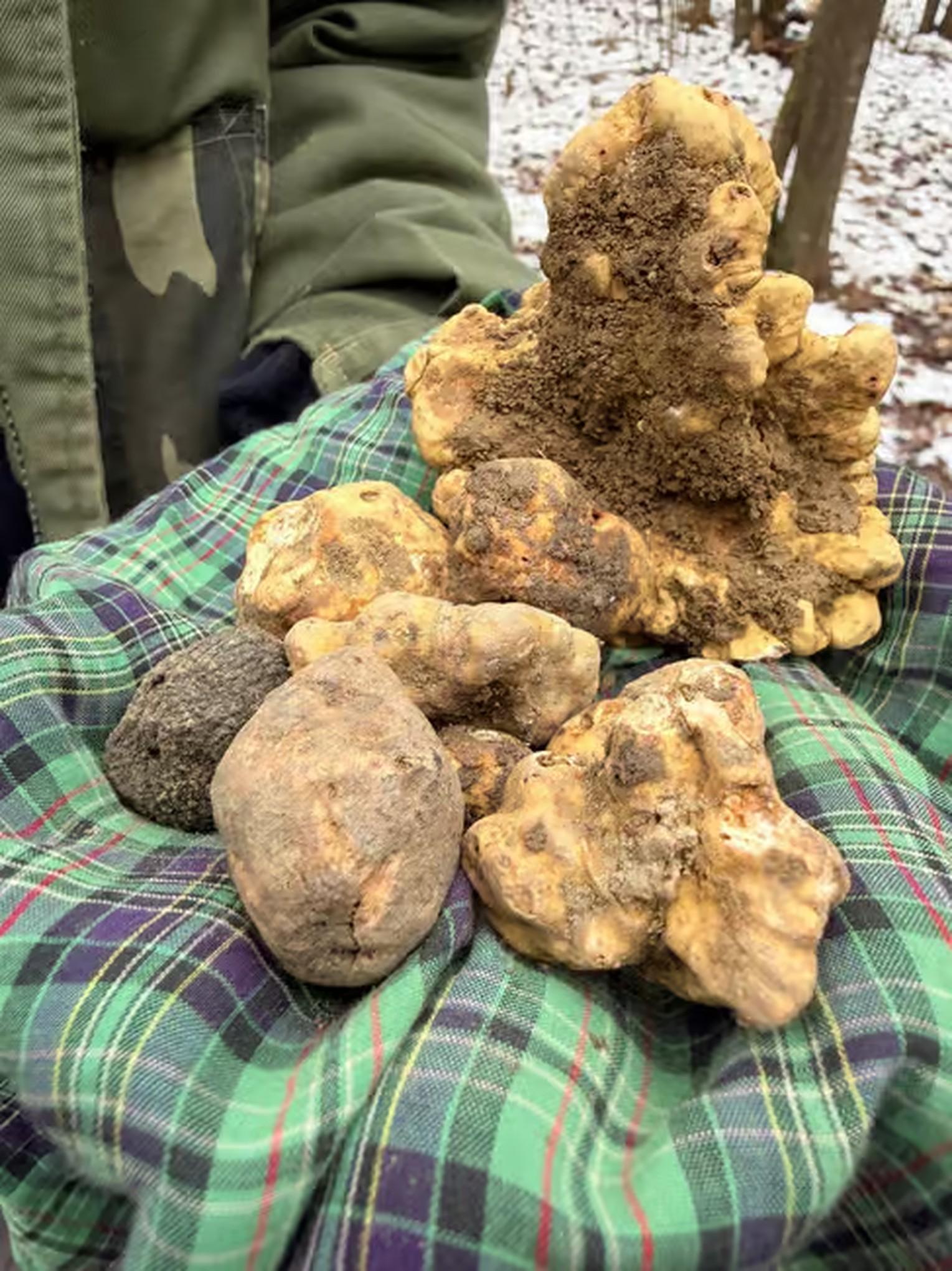 truffle hunting in Piedmont — photo 11