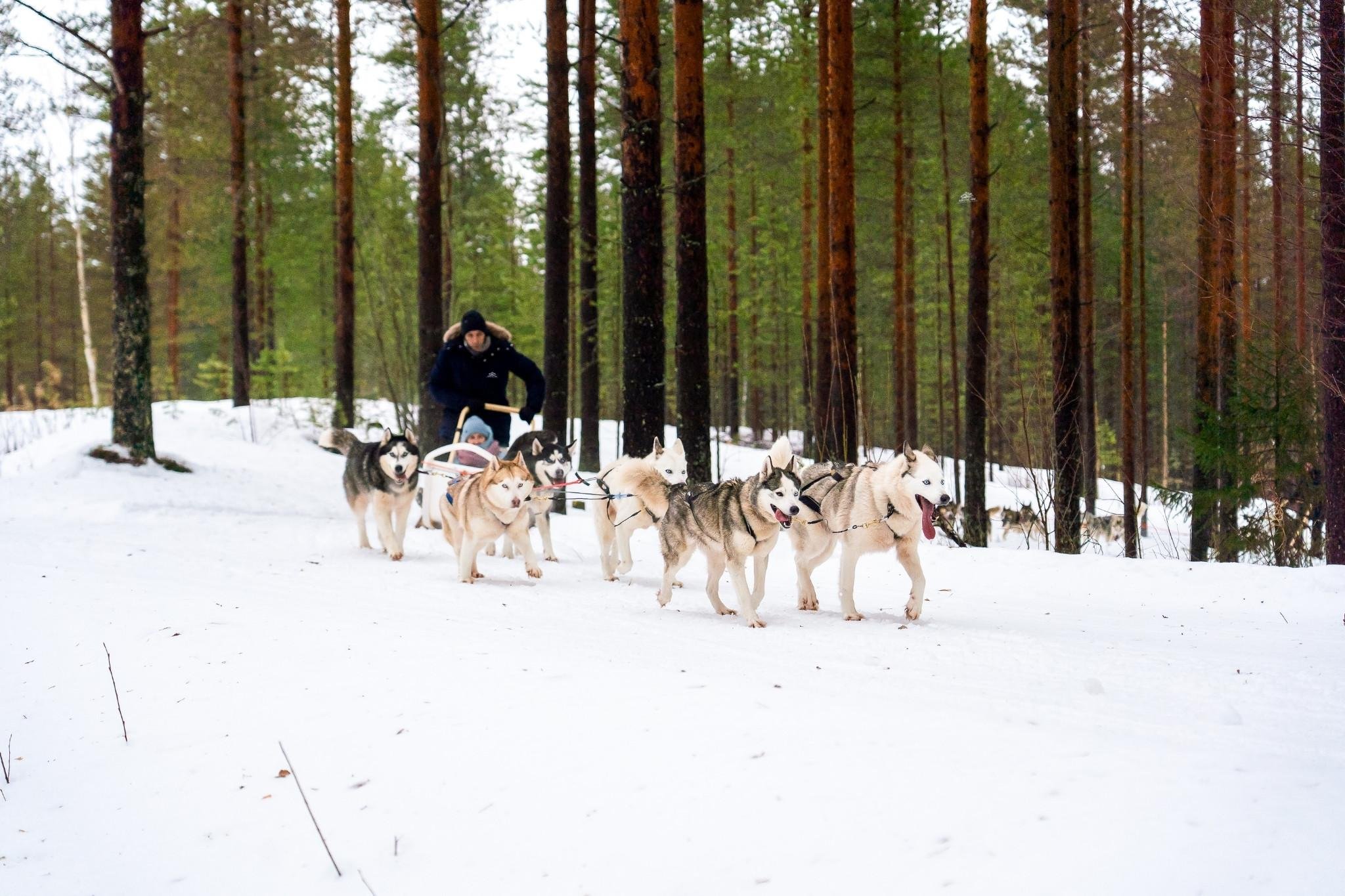 Rovaniemi Husky Safari: Drive Your Own Team & Lapland BBQ