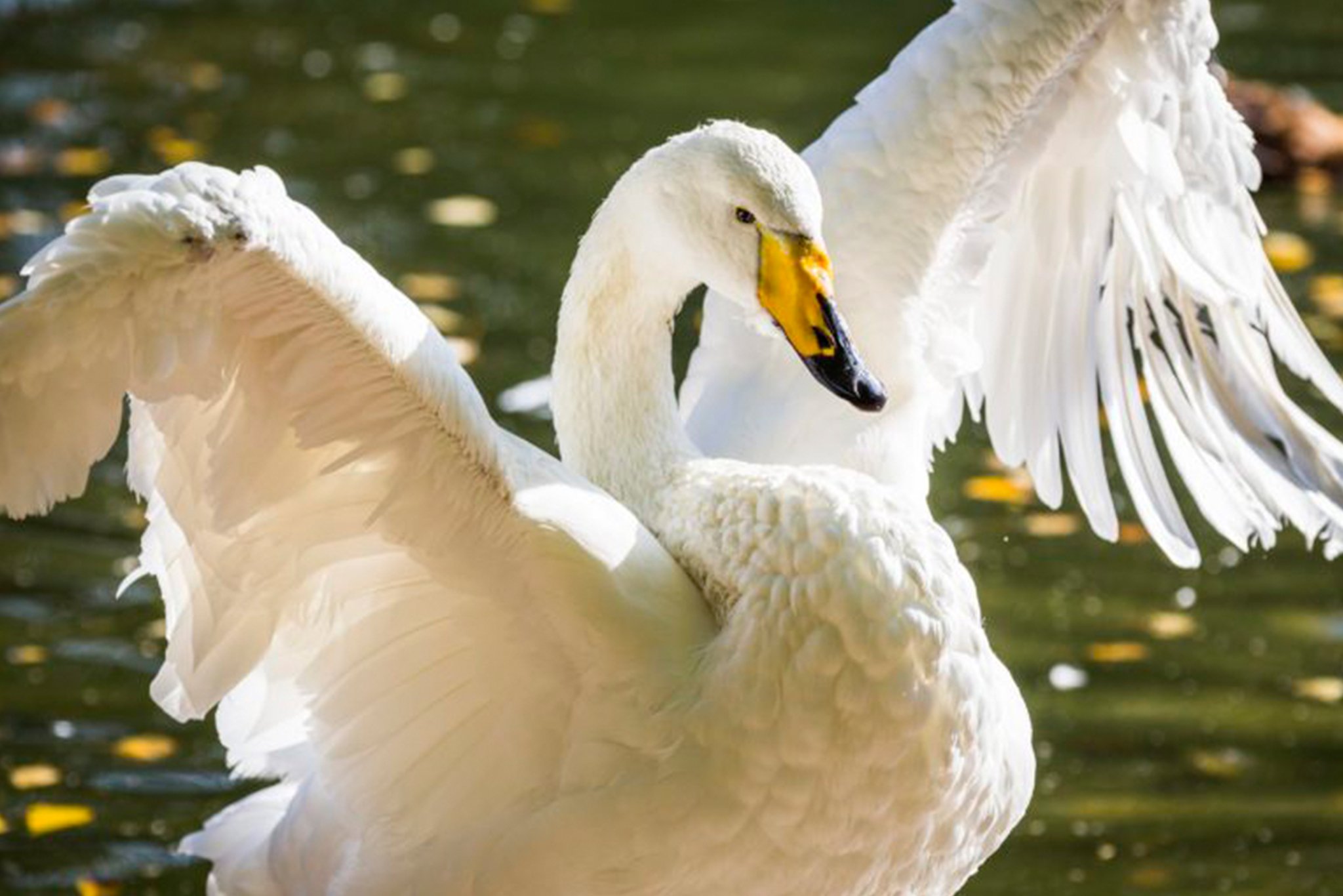 Ranua Arctic Zoo Day Trip with Guided Transfer & Lunch from Rovaniemi
