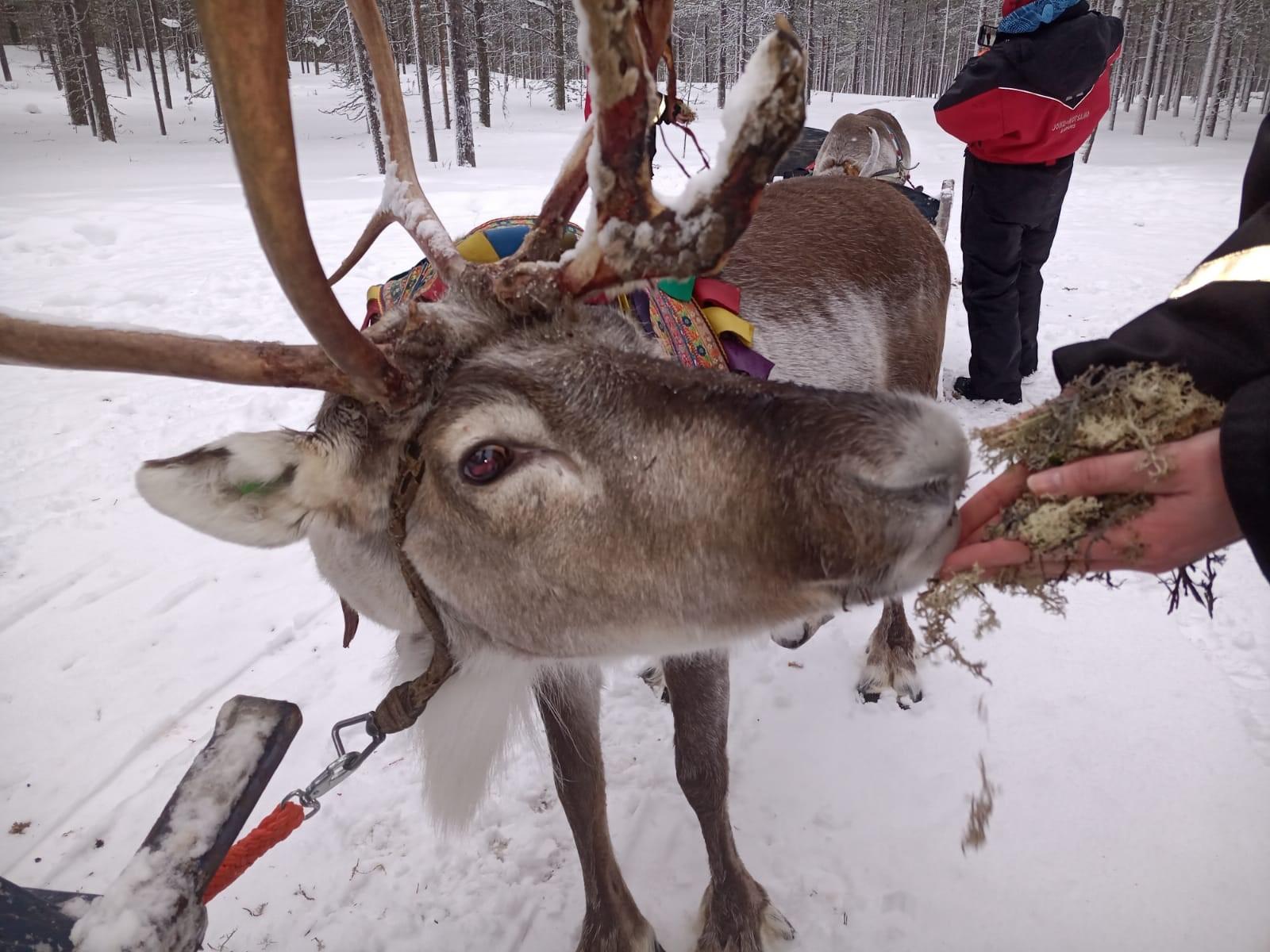 Saariselkä Reindeer Sledding & Northern Lights Safari