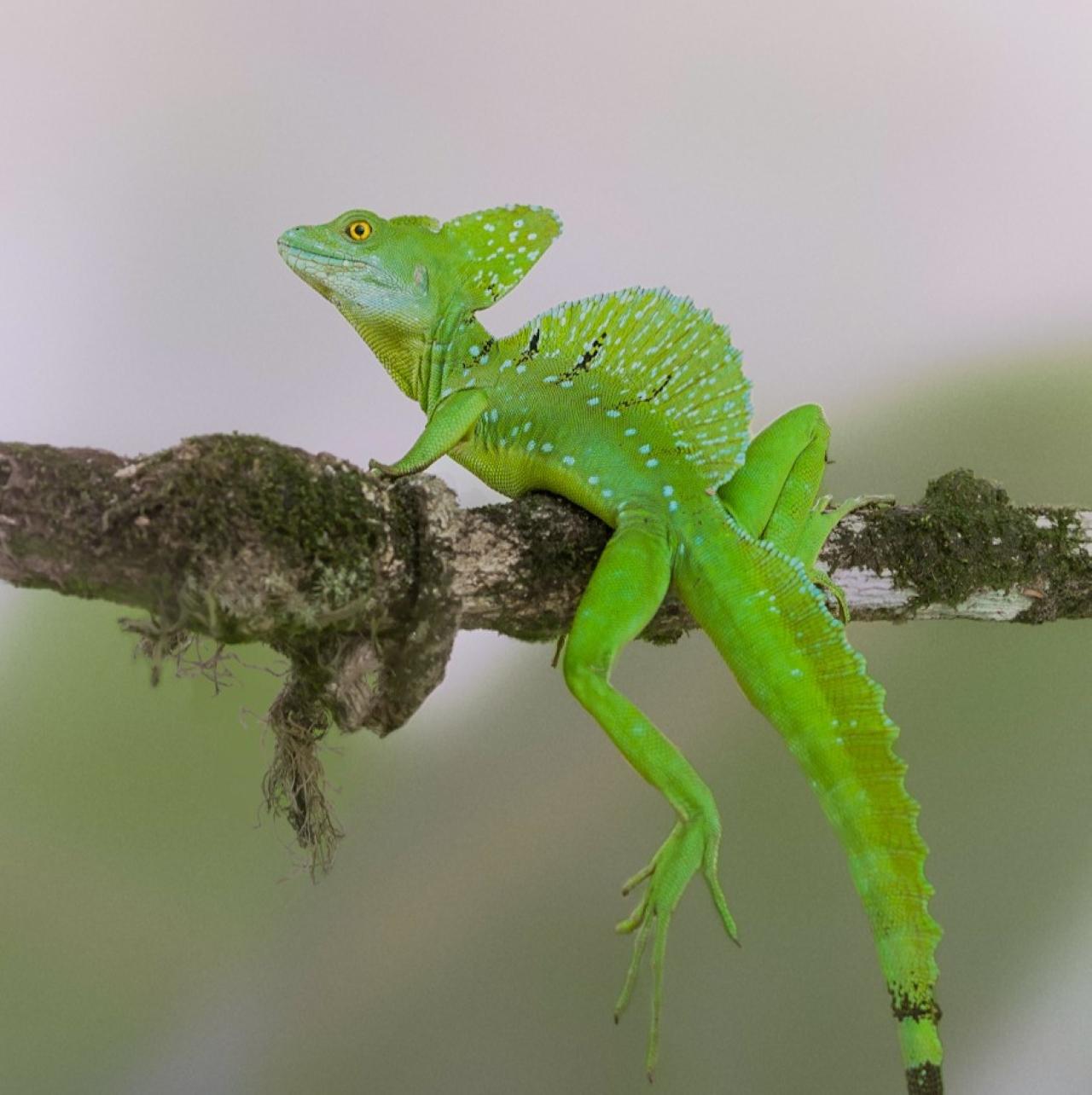 La Fortuna Sloth & Wildlife Nature Walk