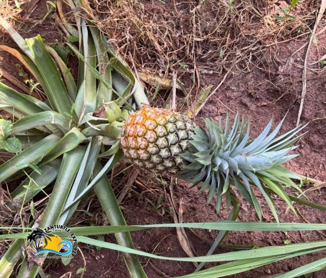 Zanzibar Spice Farm & Swahili Cooking Class