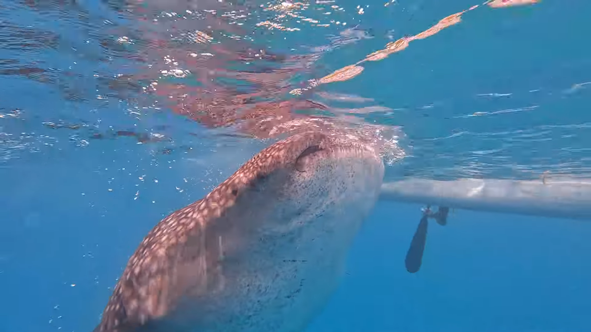 Oslob Triple Adventure: Whale Sharks, Tumalog Falls & Sumilon Island
