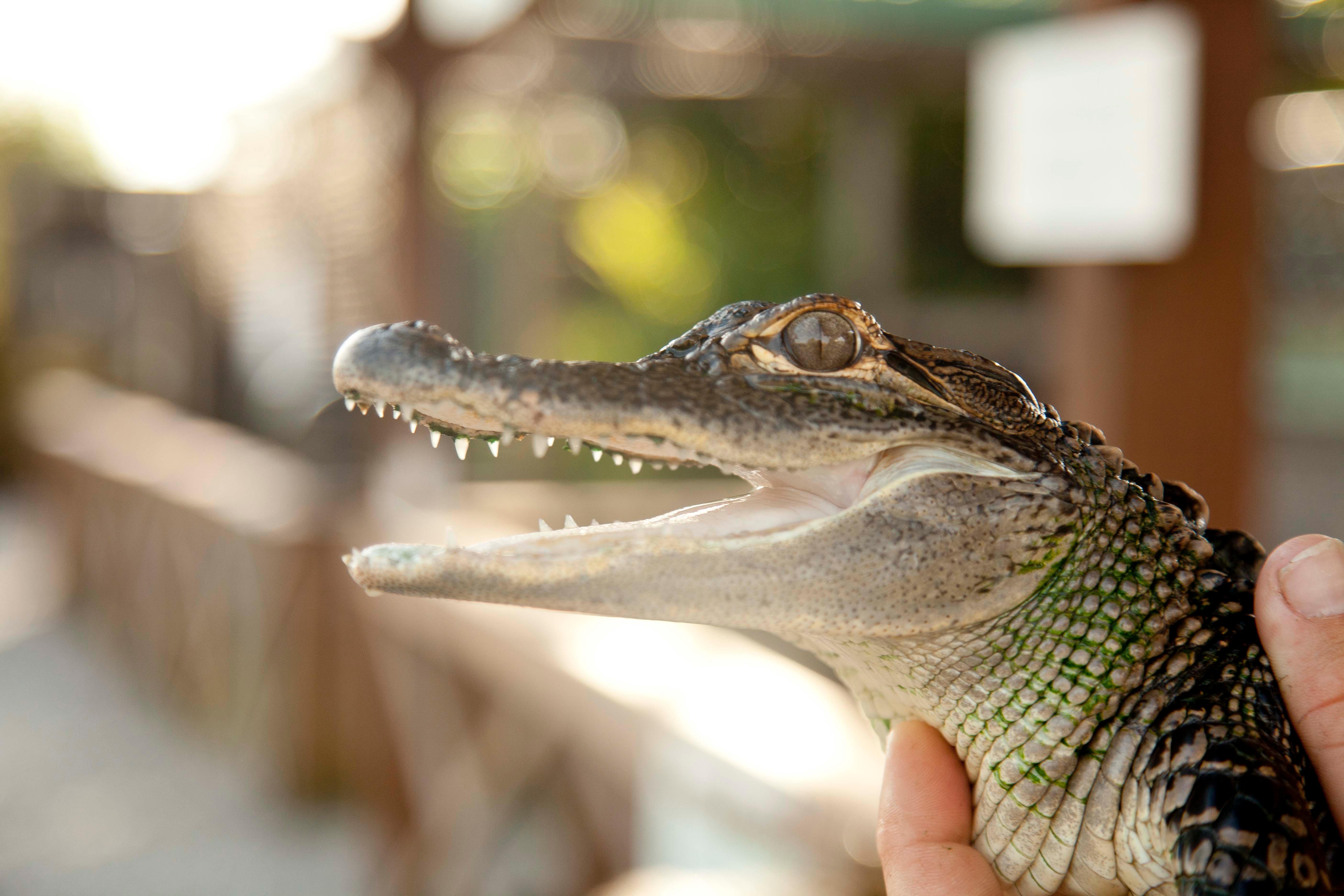 Miami Ultimate 3-in-1: Everglades, Bay Cruise & City Bus