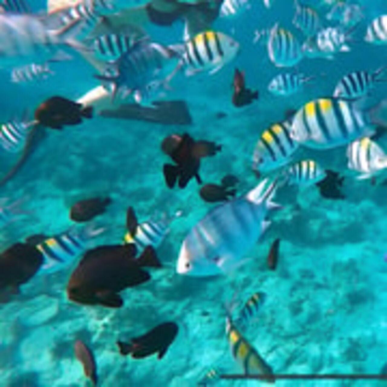 Zanzibar Safari Blue: Dhow Sailing, Snorkeling & Seafood Feast