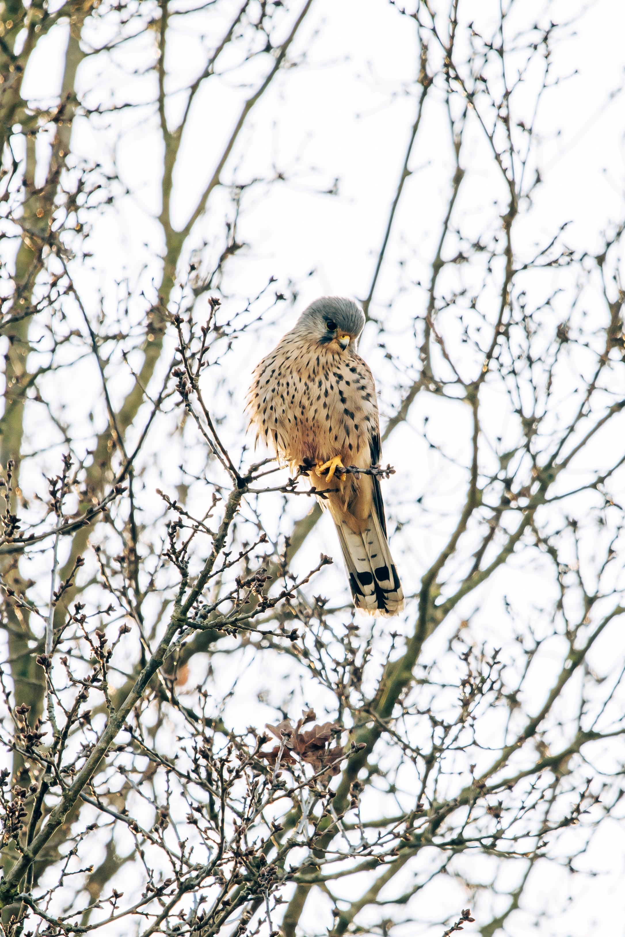 London: Richmond Park Nature Photography Workshop