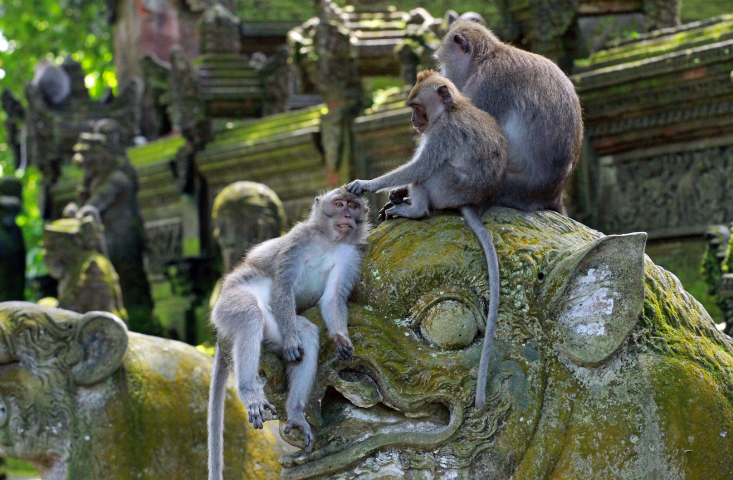 Bali Highlights: Ubud Waterfalls, Monkey Forest & Rice Terraces