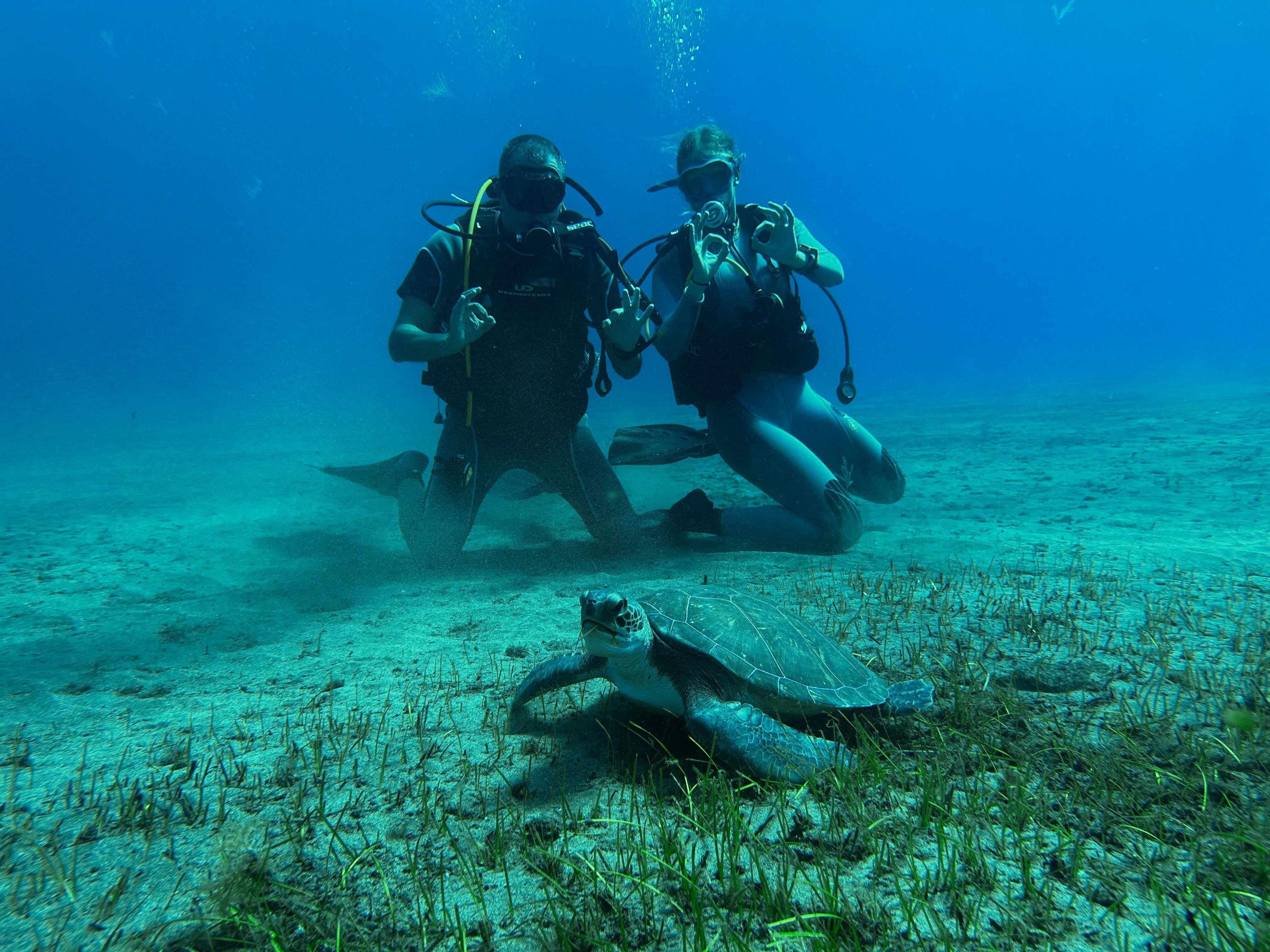 Beginner Scuba Diving with Sea Turtles in Abades