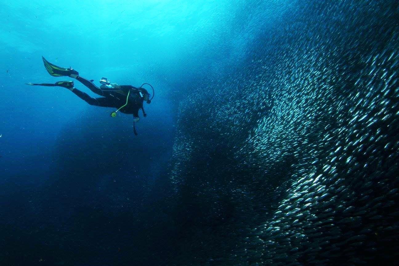 Cebu South Day Trip: Whale Sharks, Tumalog Falls & Moalboal Sardine Run