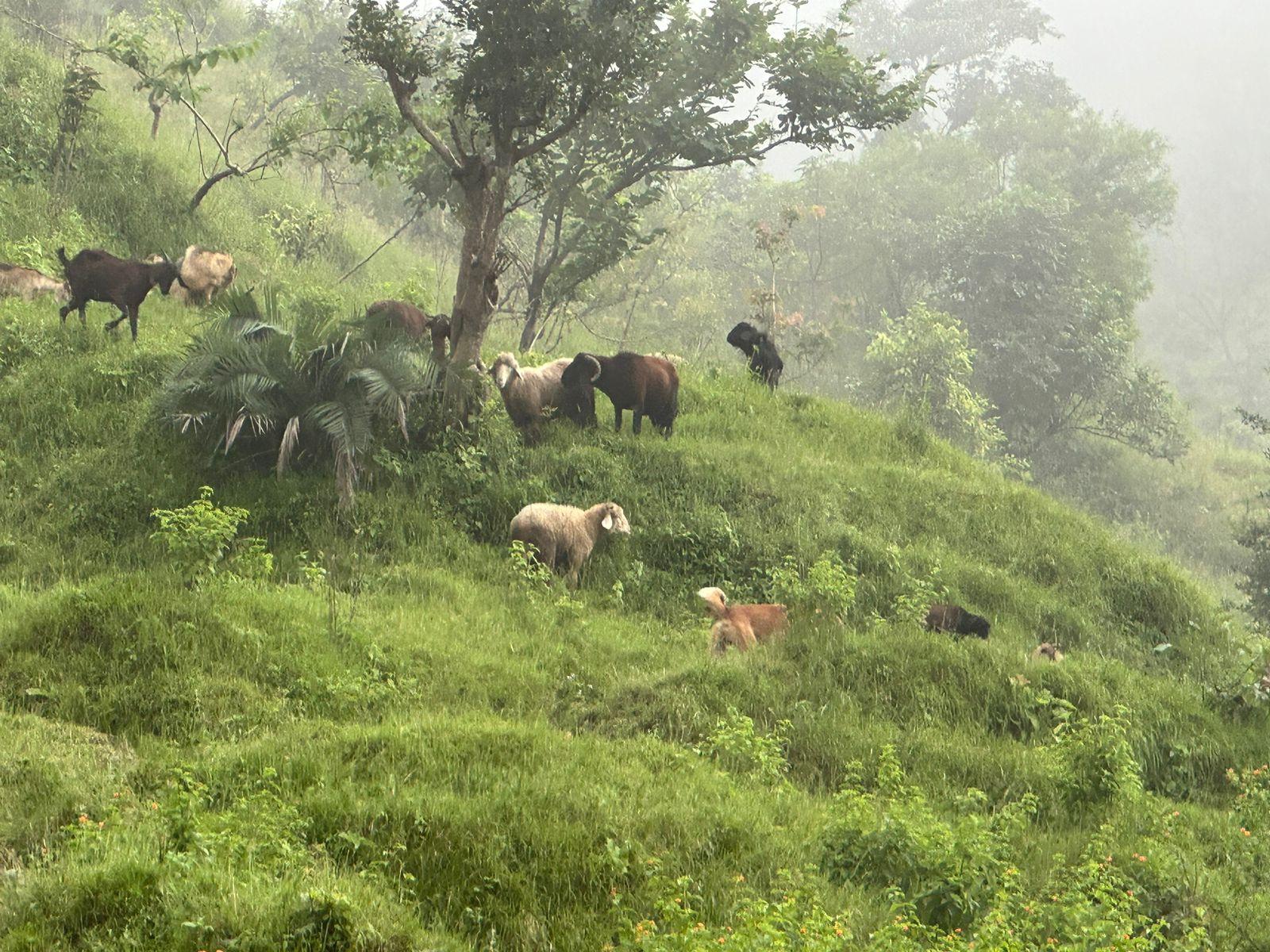 Kunjapuri Himalayan Sunrise Trek & Waterfall Hike