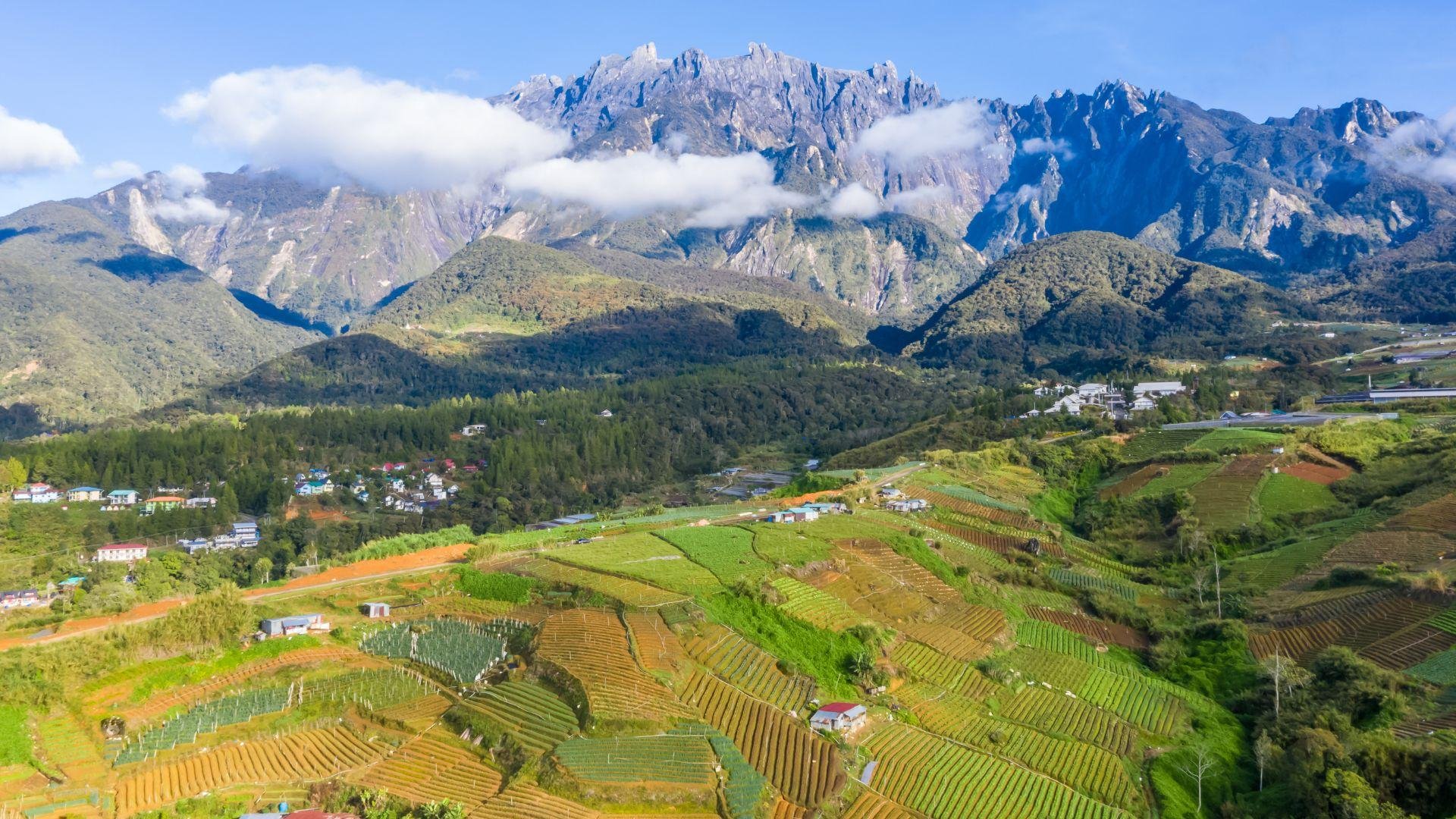 Kundasang Highland Escape with Dairy Farm & Alpacas