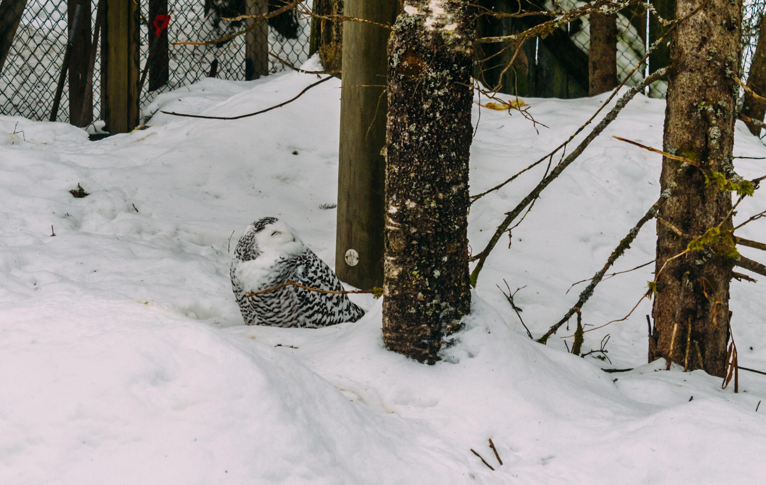 Rovaniemi to Ranua Zoo: Guided Arctic Wildlife Day Trip