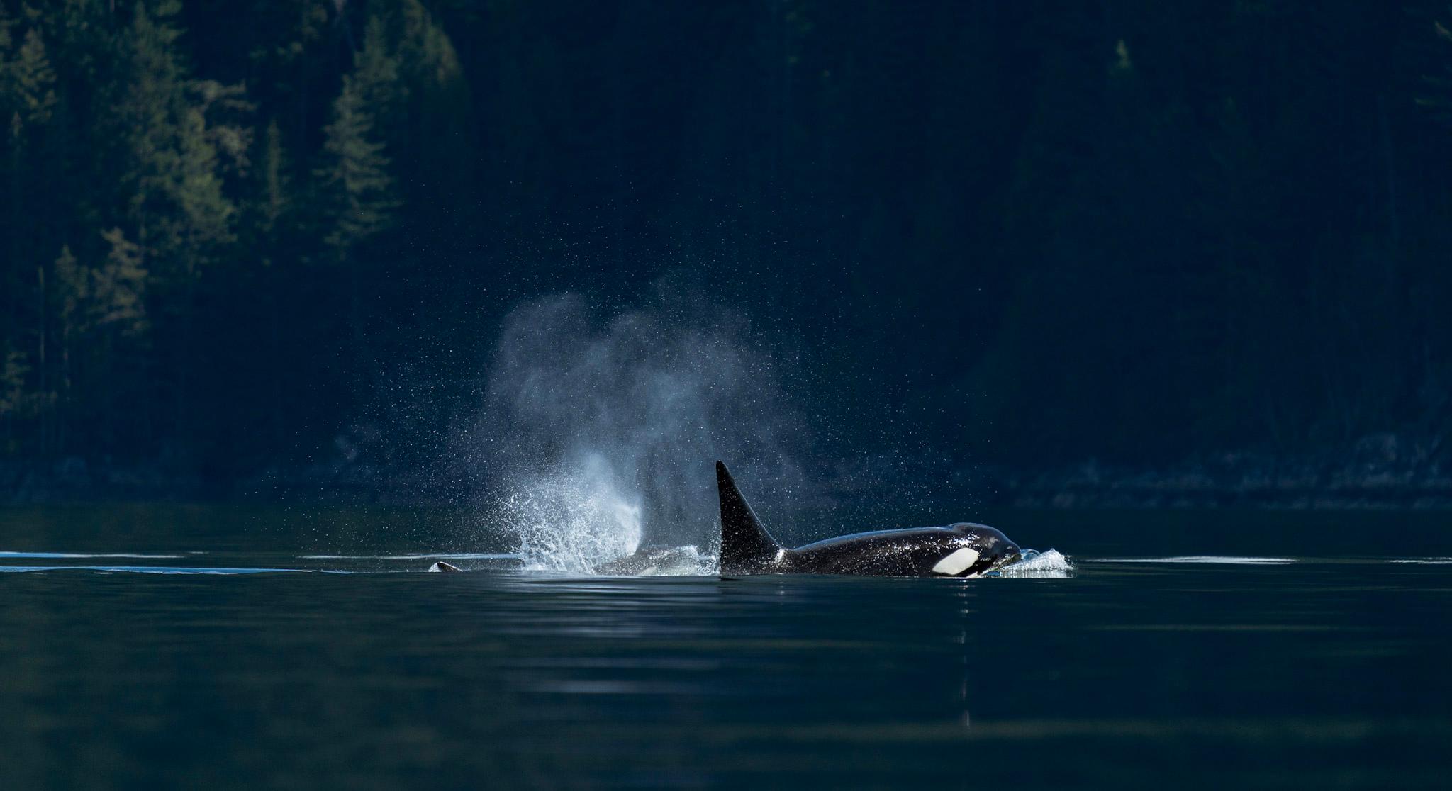 Full-Day Whale Watching & Wildlife Adventure