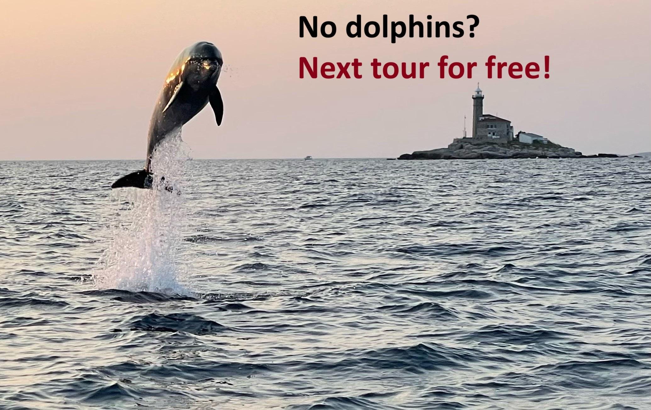 Rovinj Sunset Dolphin Watching Speedboat Experience