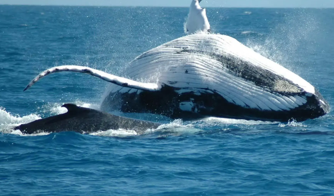 Samana Peninsula: Whale Watching & El Limon Waterfall Adventure