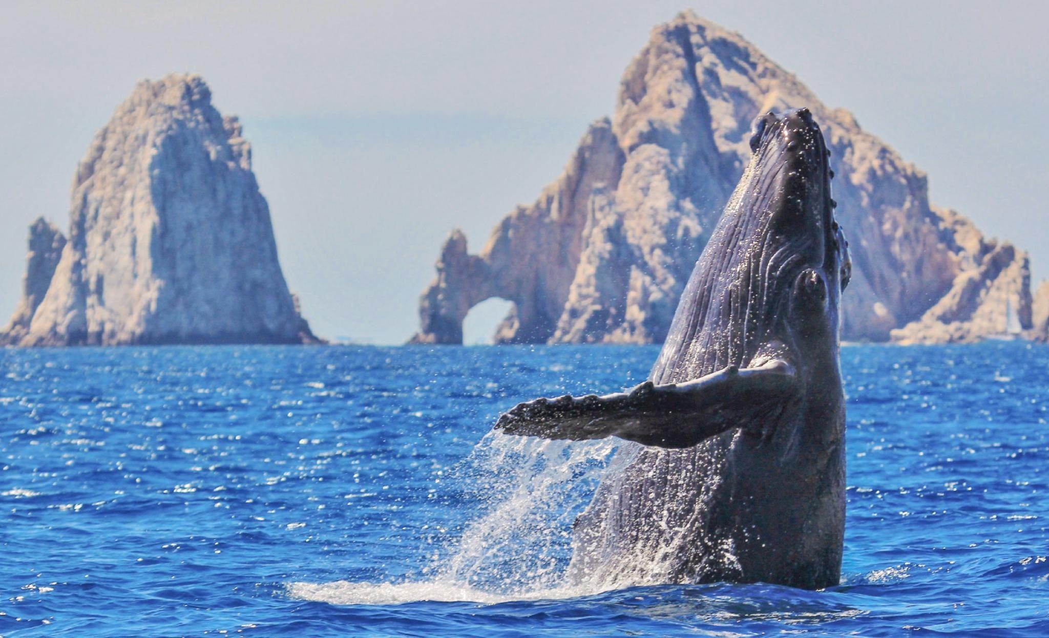 Cabo San Lucas: Arch, Whale Watching & Lover's Beach Boat Tour