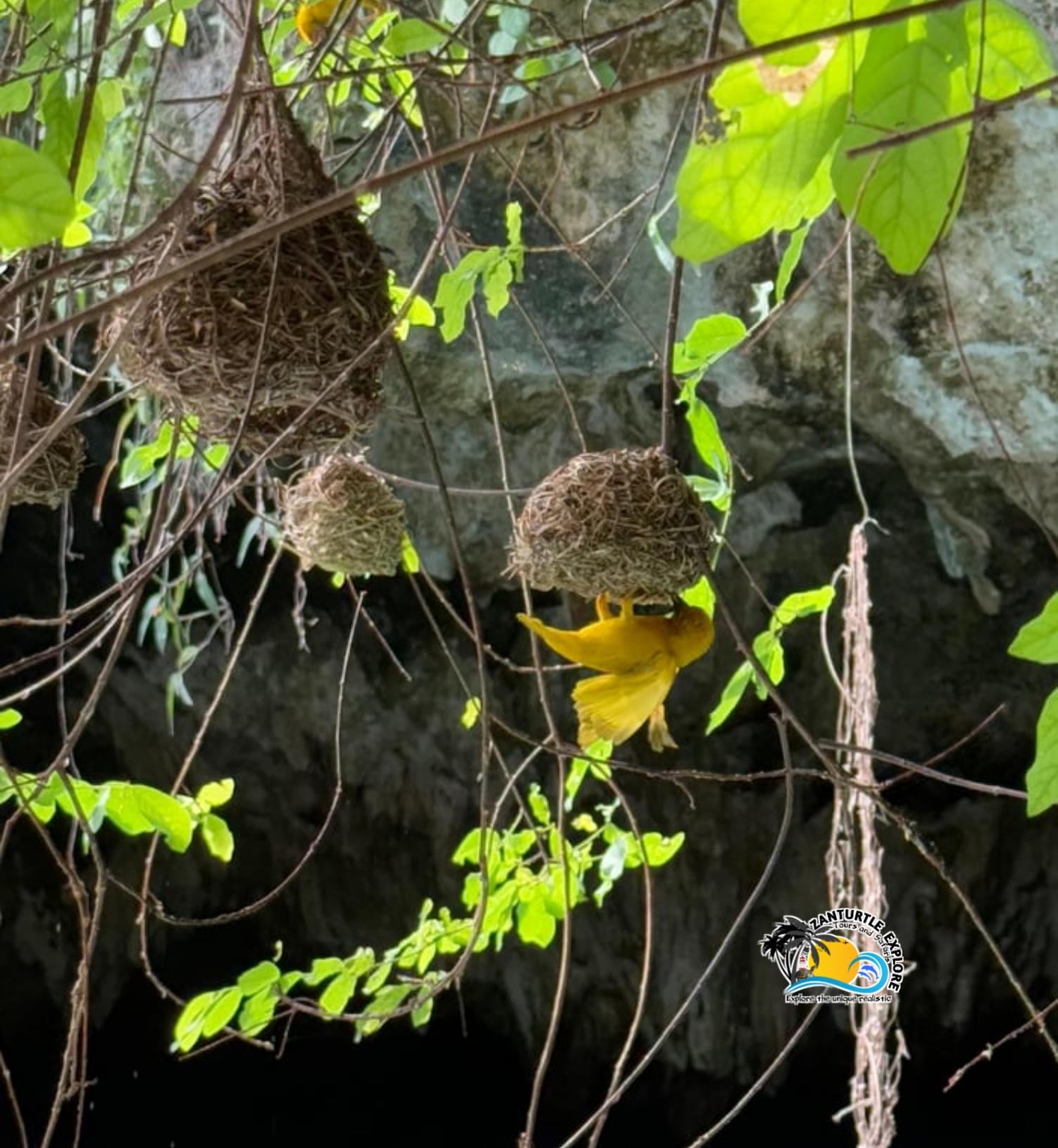 Zanzibar: Jozani Forest, Salaam Cave & The Rock Restaurant Day Tour