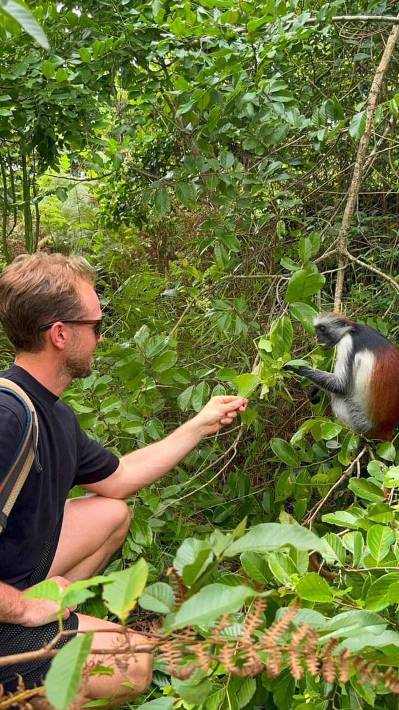 Zanzibar Jozani Forest Private Wildlife Tour