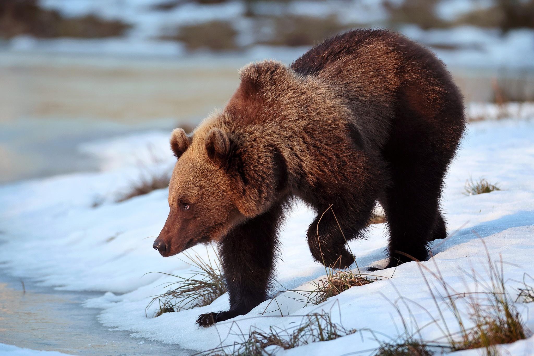 Two-Day Wild Brown Bear Observation in Estonian Wilderness