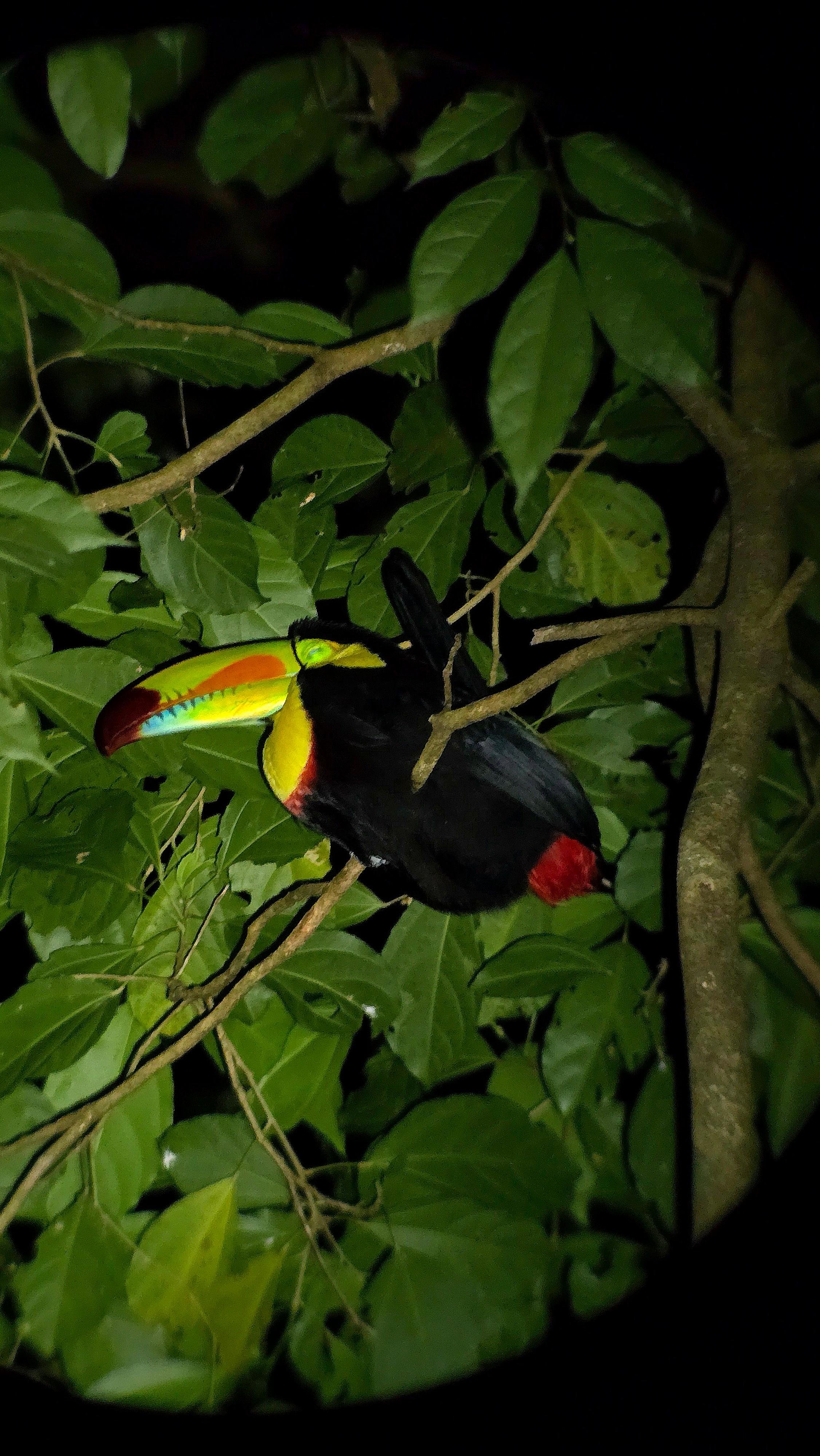 Monteverde Night Walk: Cloud Forest Wildlife Tour