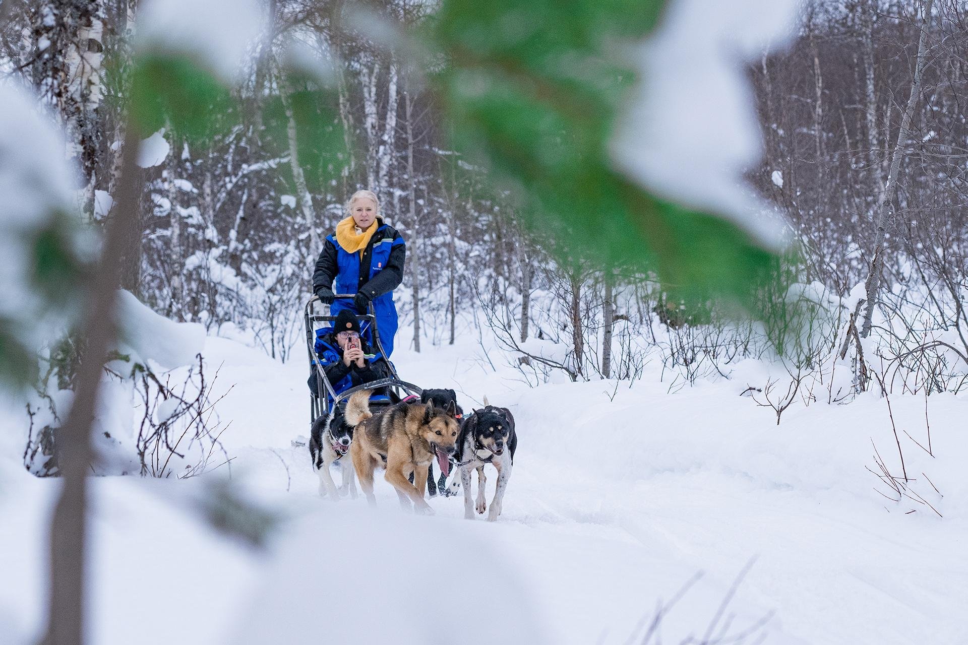 Dog Sledding Adventure at Camp Aspemo