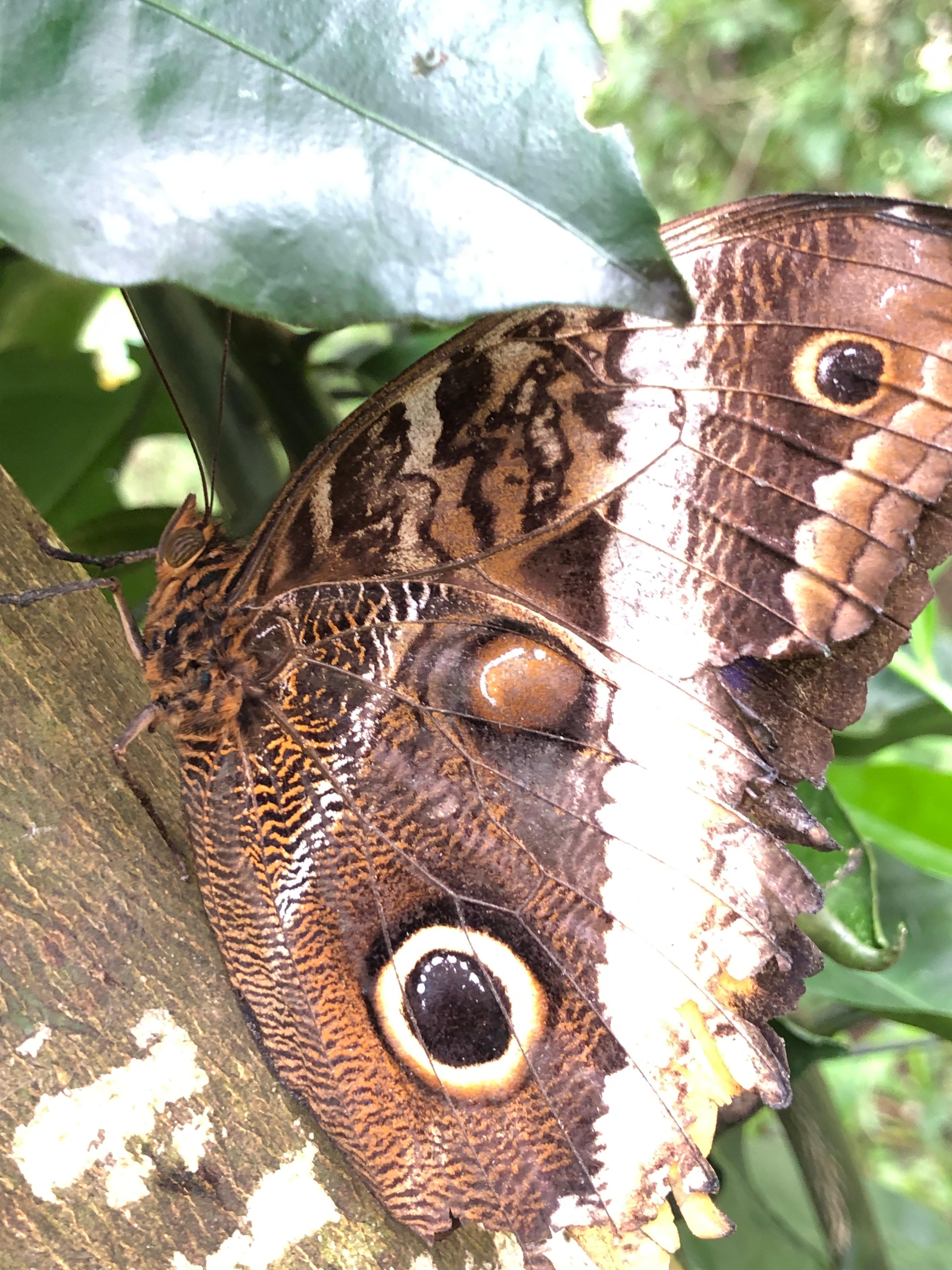 Monteverde Cloud & Transitional Forest Guided Walk