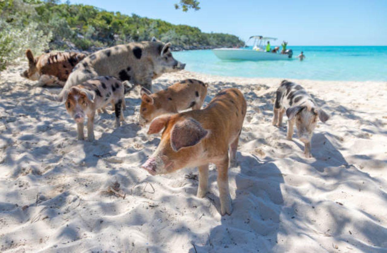 Nassau 3-Island Speedboat Adventure: Pigs, Turtles & Snorkeling