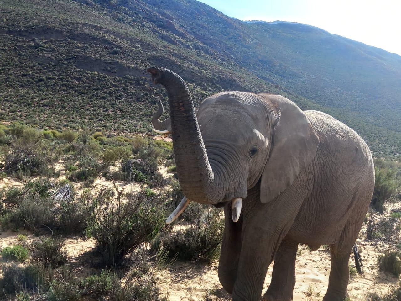 Cape Town: Big Five Sunset Safari at Aquila Game Reserve