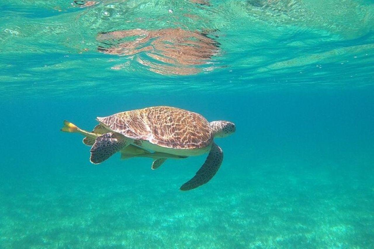 Rose Island Turtle Encounter & Beach Day