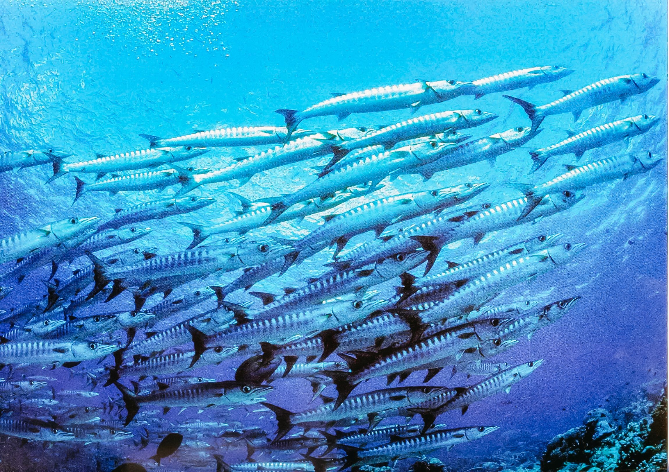 Submarine dive at Puerto Calero, Lanzarote — image 14