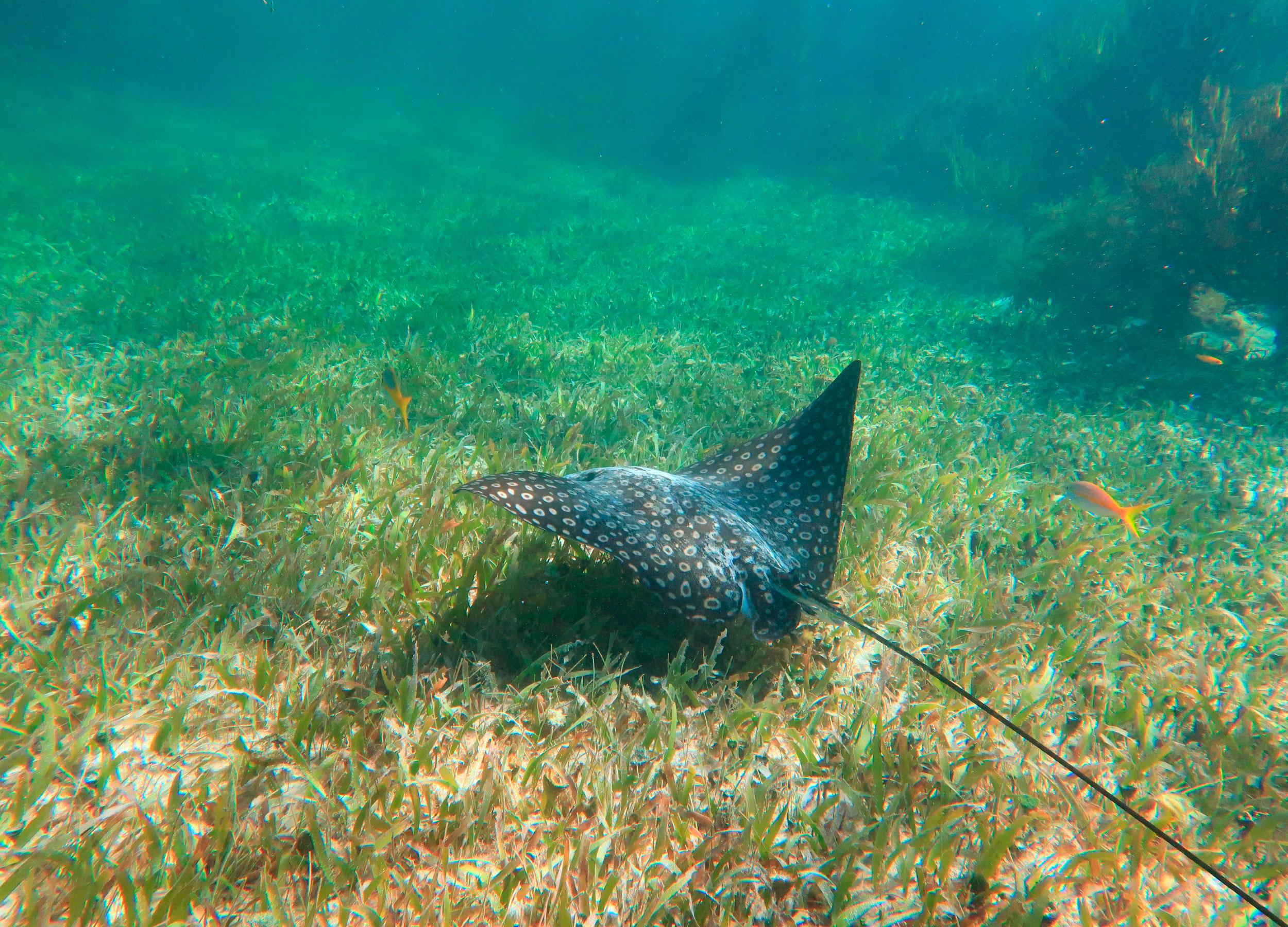 Puerto Morelos: Great Mayan Reef Snorkeling & Beach Lunch