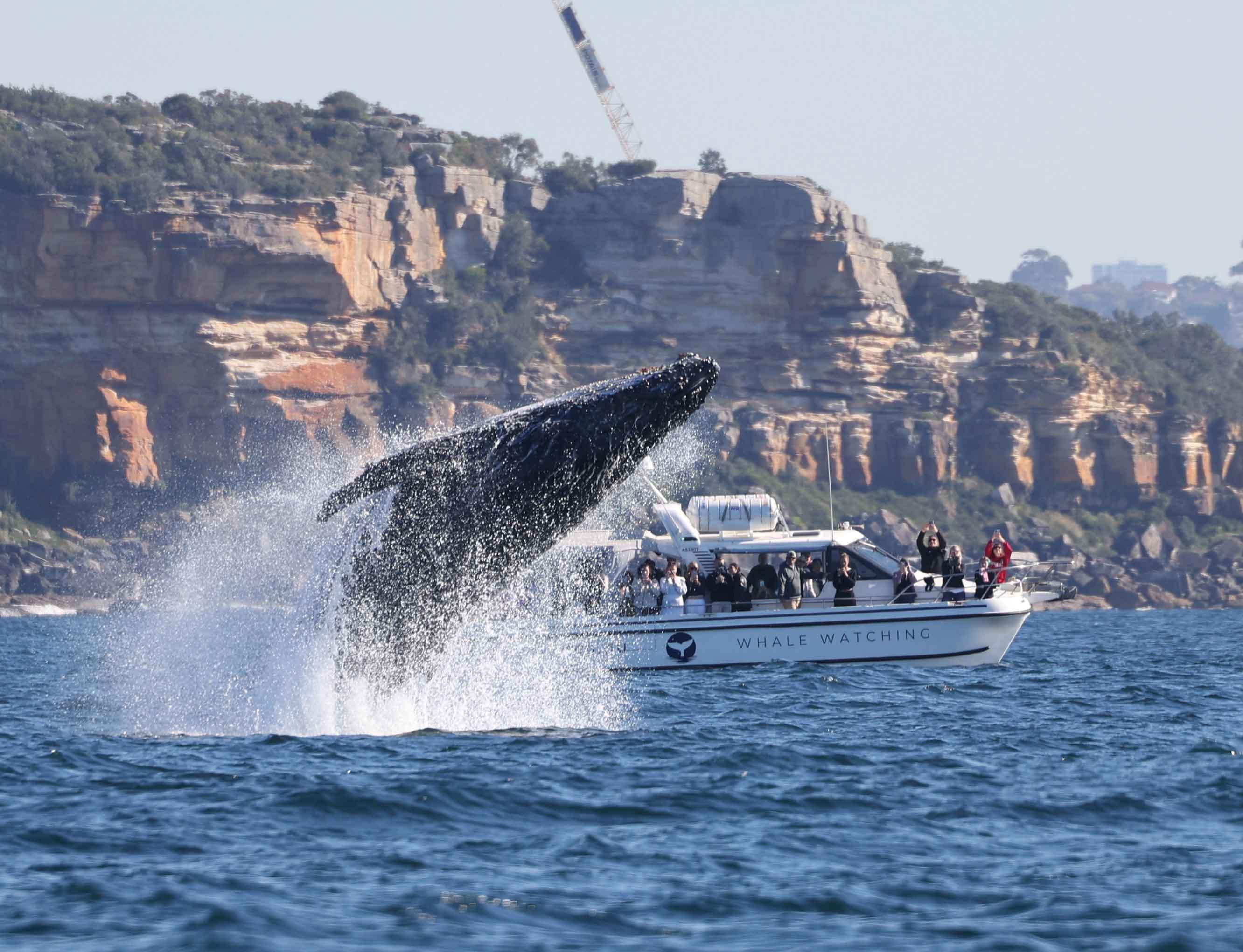 Ocean Whale Watching Cruise from Sydney